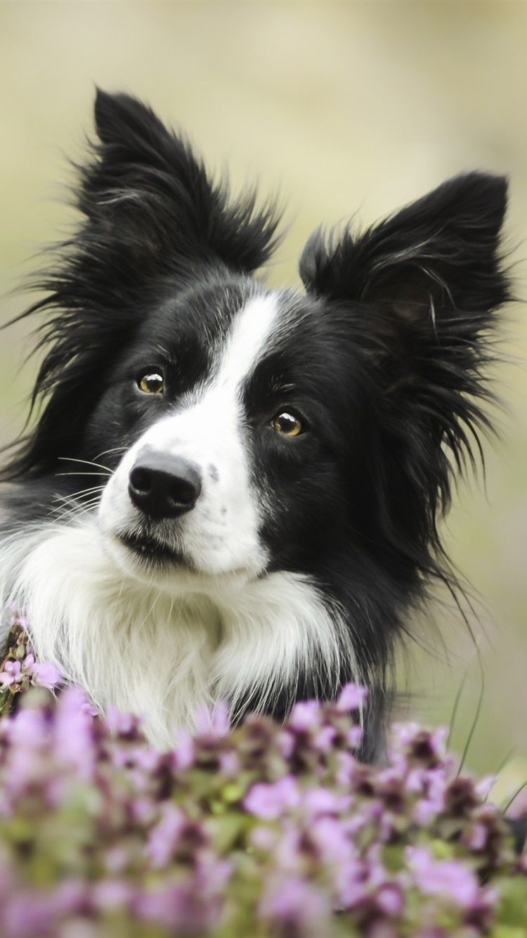 Border Collie, Heidekraut, Porträt, Hochformat, Hintergrundbild für iPhone und Android