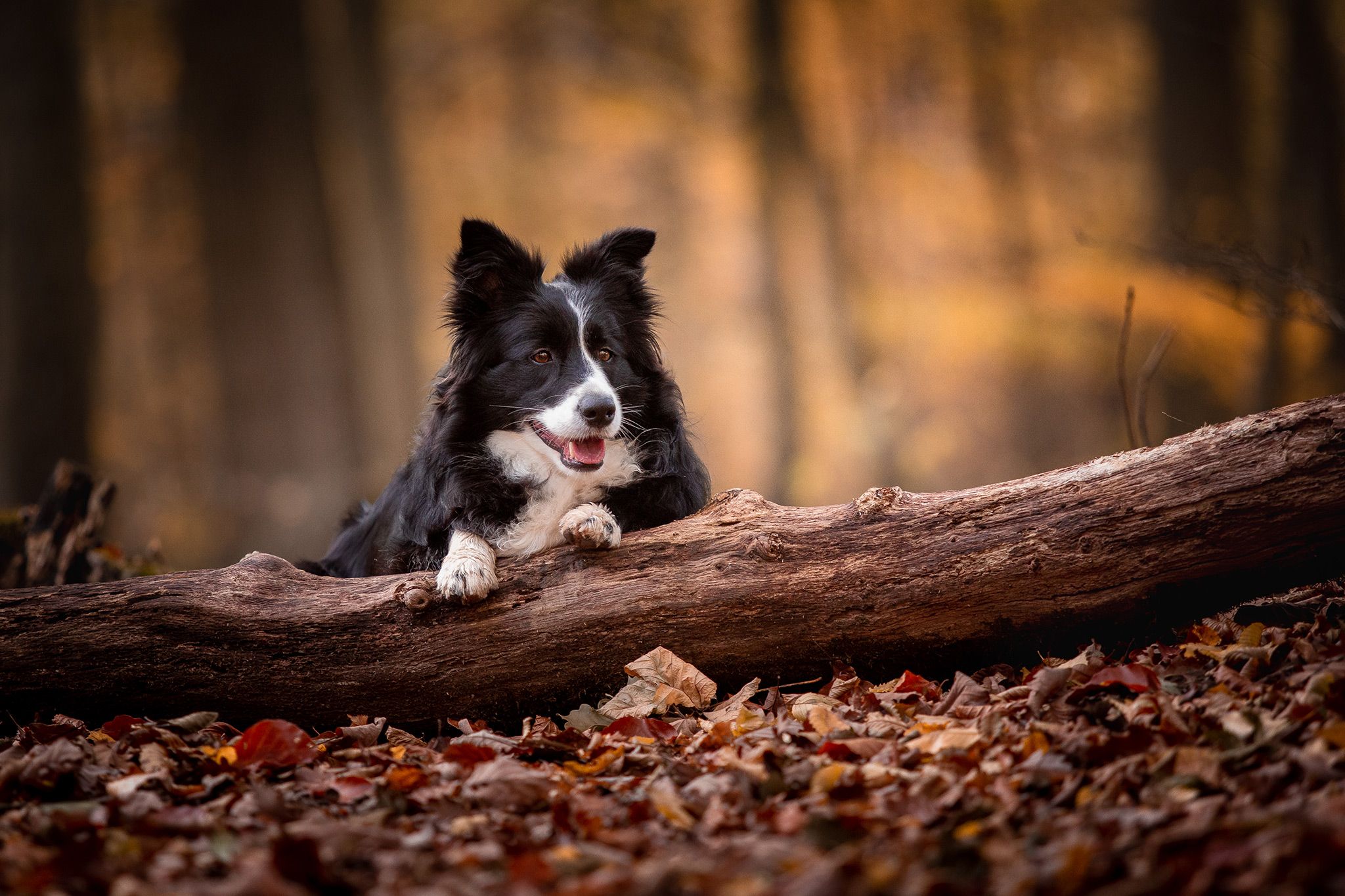 Border Collie, Baumstamm, Herbstwald, Laub, Full HD, Desktop-Hintergrund für Windows
