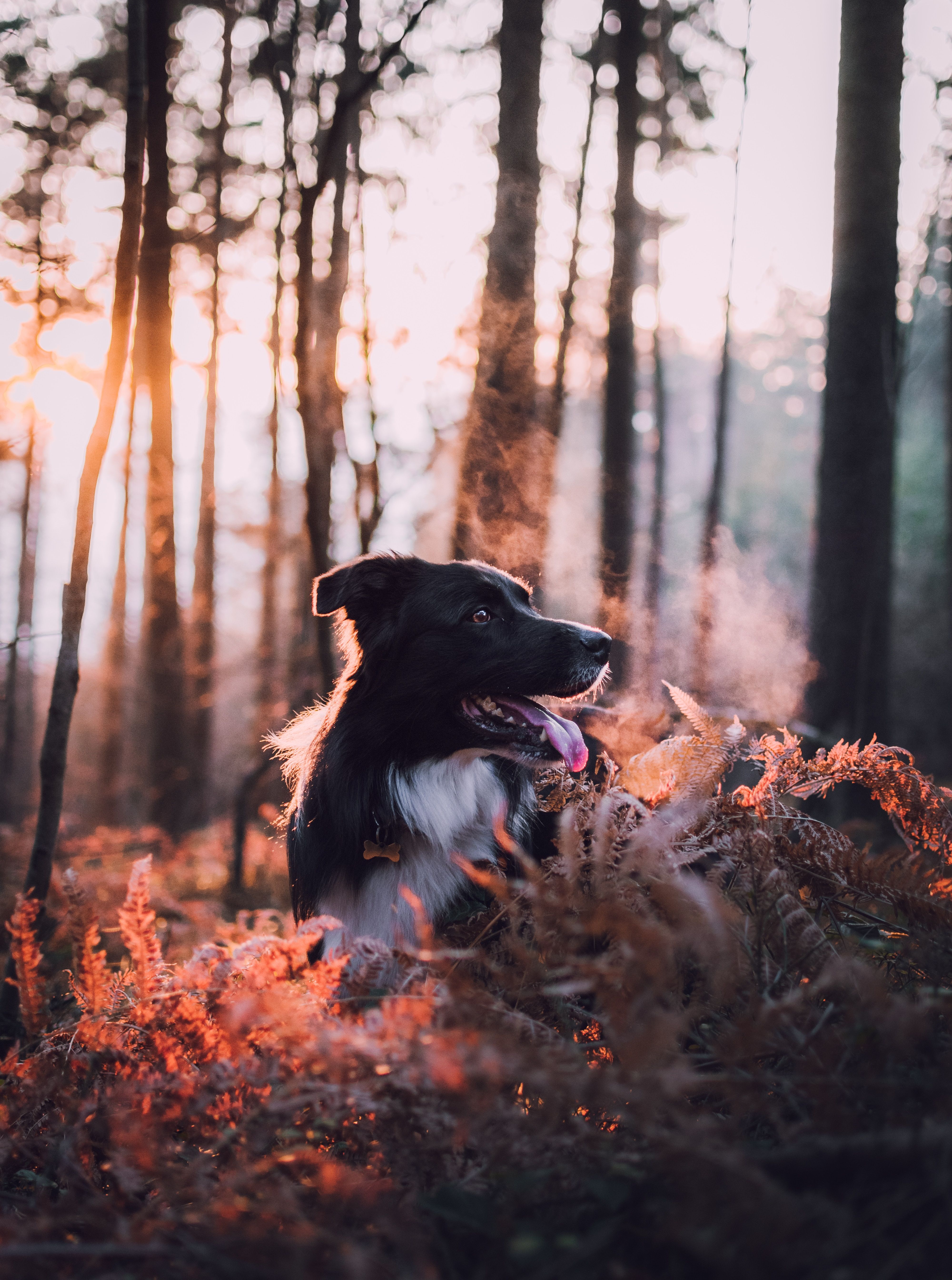 Border Collie, Wald, Sonnenaufgang, Farn, QHD+, iPad-Hintergrundbild