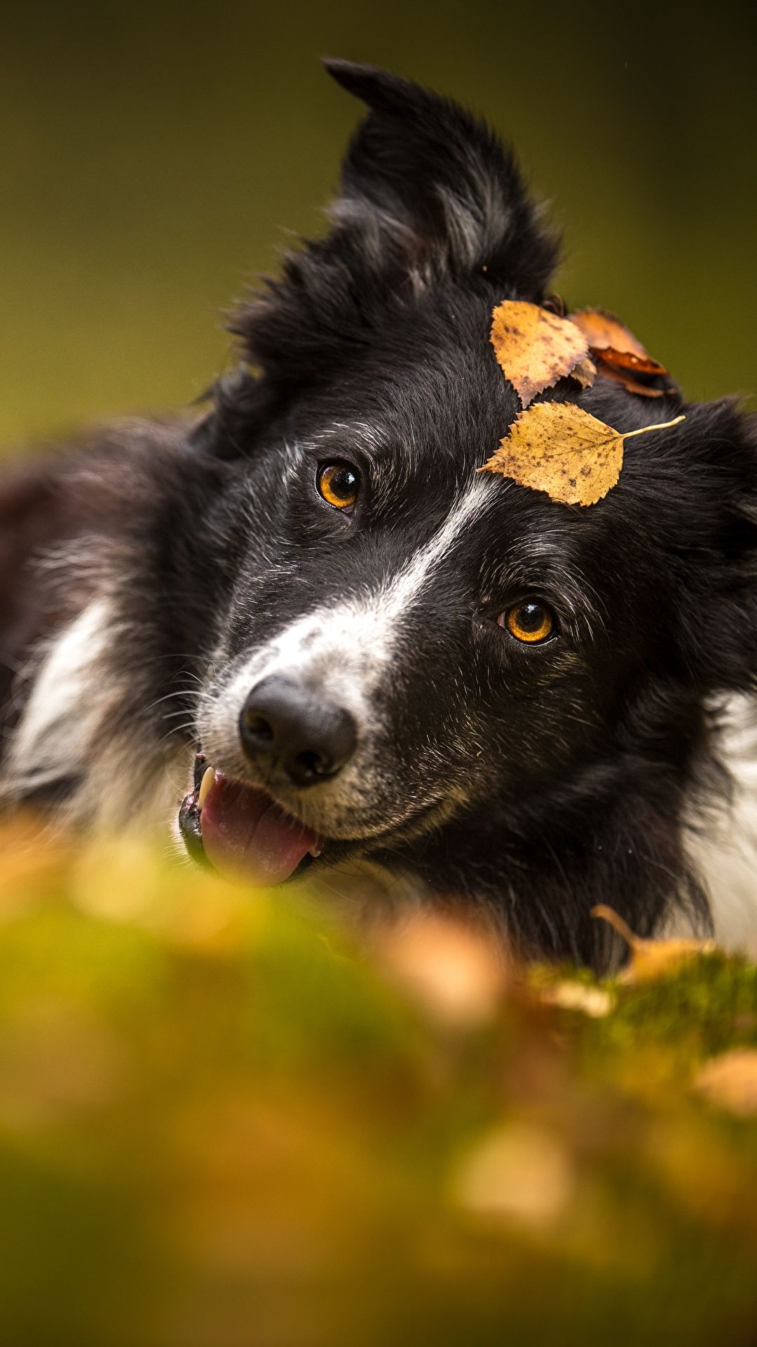 Border Collie, Herbstblatt, Kopfneigung, Hochformat, Full HD, Sperrbildschirm fürs iPhone