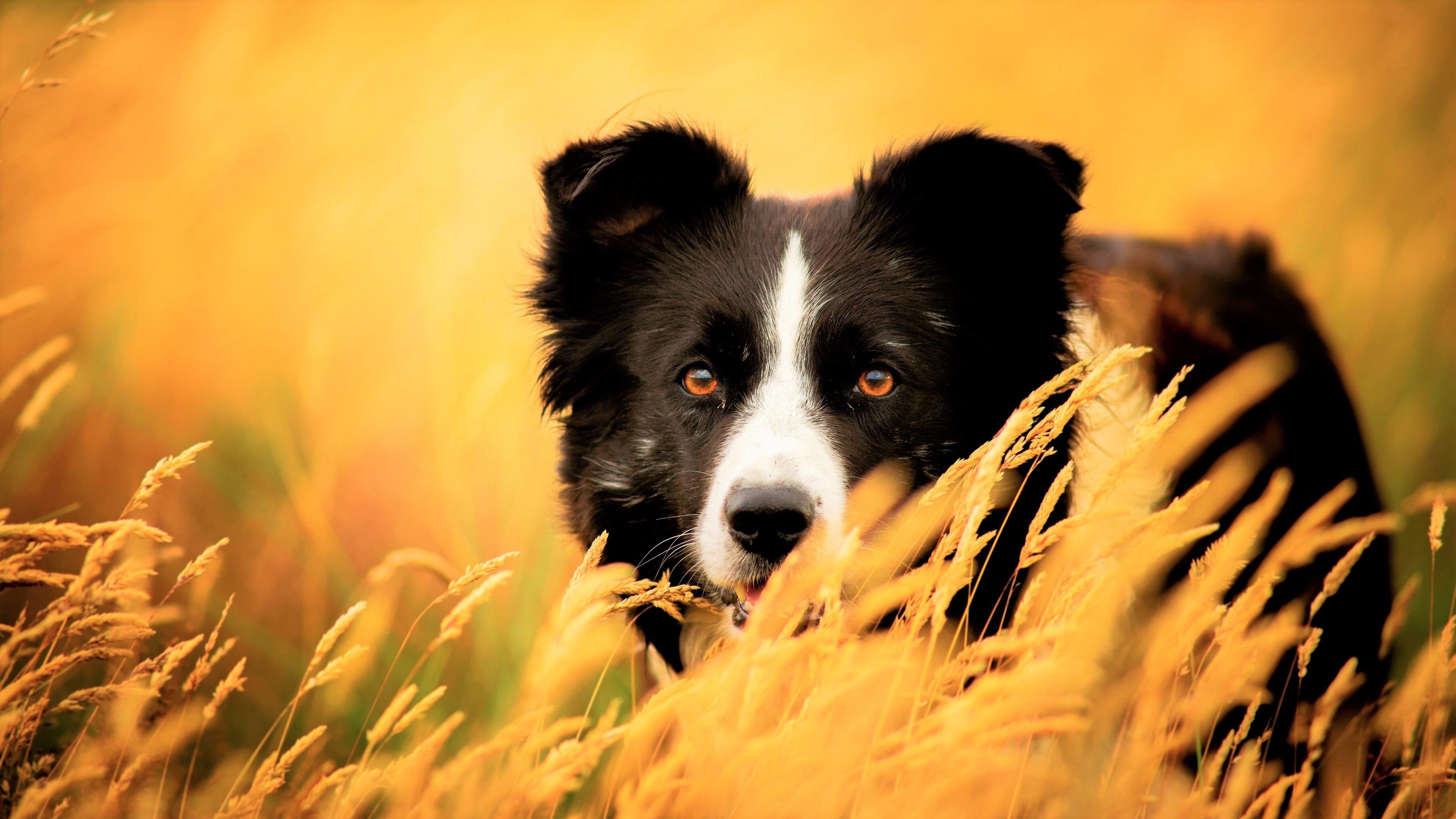 Border Collie, Goldenes Gras, Orange, Warmes Licht, 16:9, 4K-Hintergrundbild für den Desktop