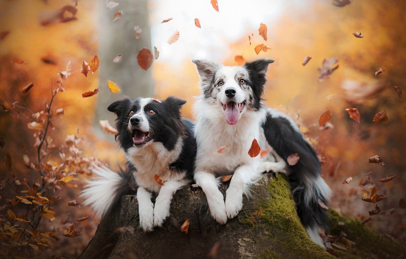 Border Collie, Zwei Hunde, Fallendes Laub, Herbst, HD, Hintergrundbild für den PC