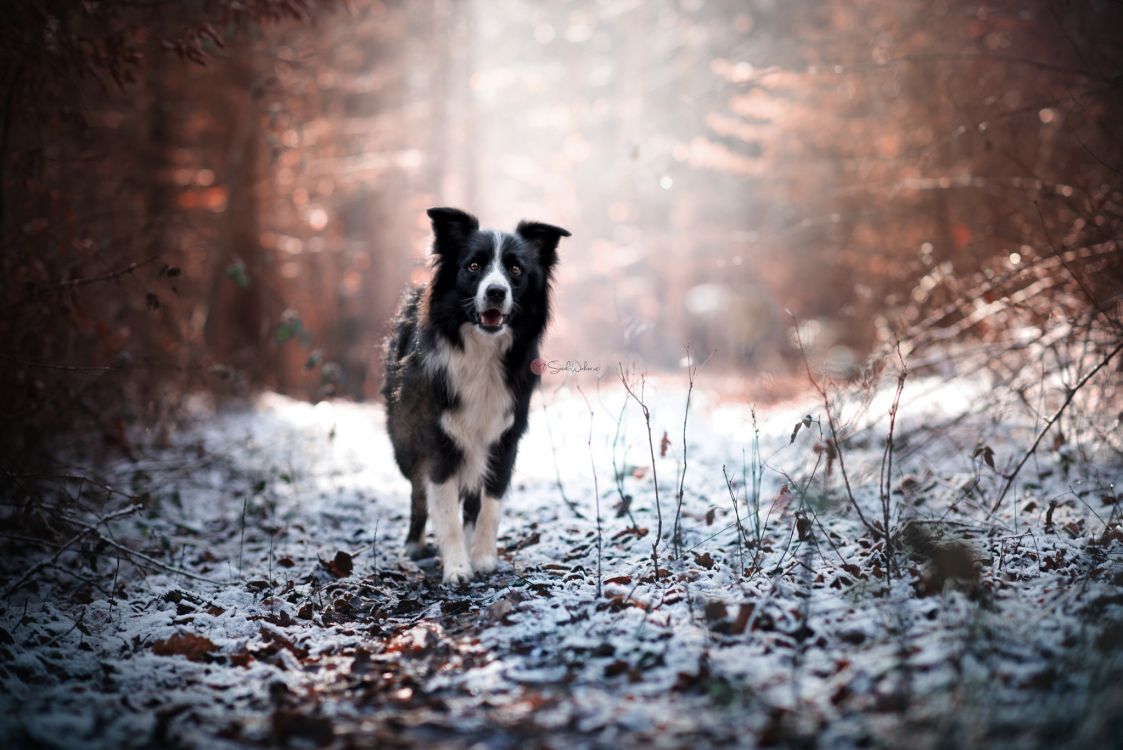 Border Collie, Waldweg, Frost, Winter, Hintergrundbild