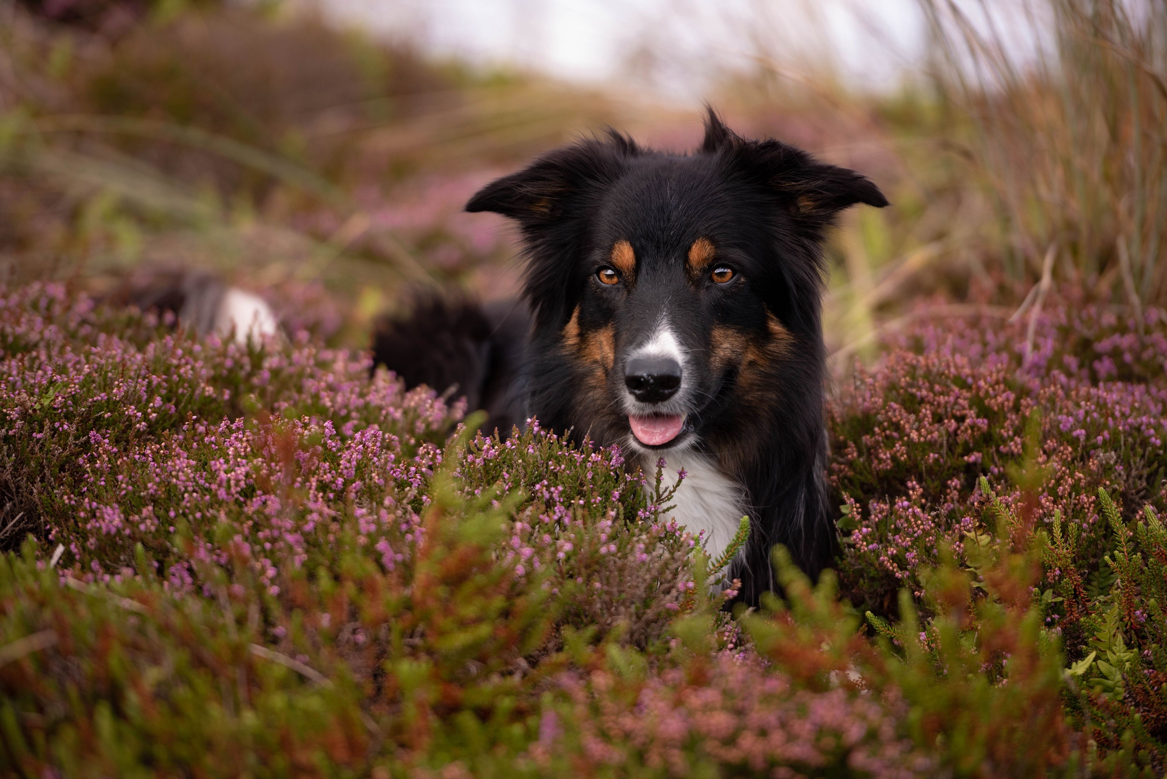 Border Collie, Tricolor, Heidekraut, Hütehund, 4K, Desktop-Hintergrund für Windows