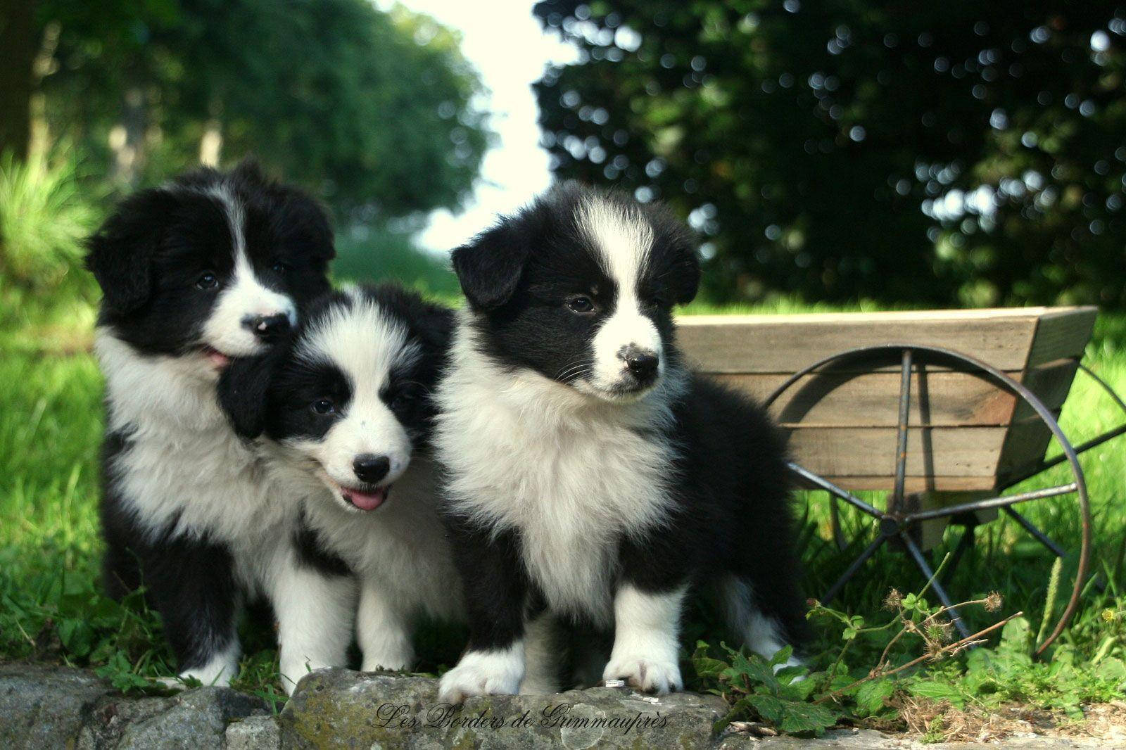 Border Collie, Drei Welpen, Garten, Schubkarre, HD, Hintergrundbild für den PC