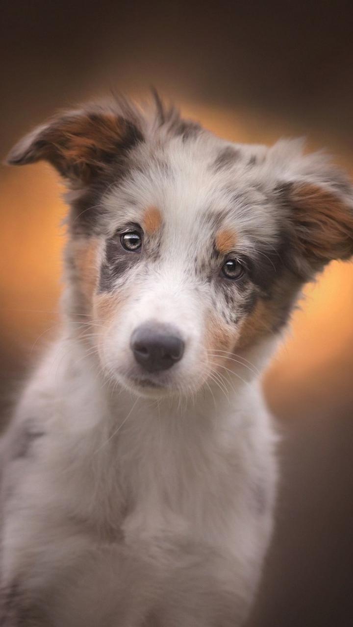 Australian Shepherd, Welpe, Blue Merle, Hochformat, HD, Sperrbildschirm fürs iPhone