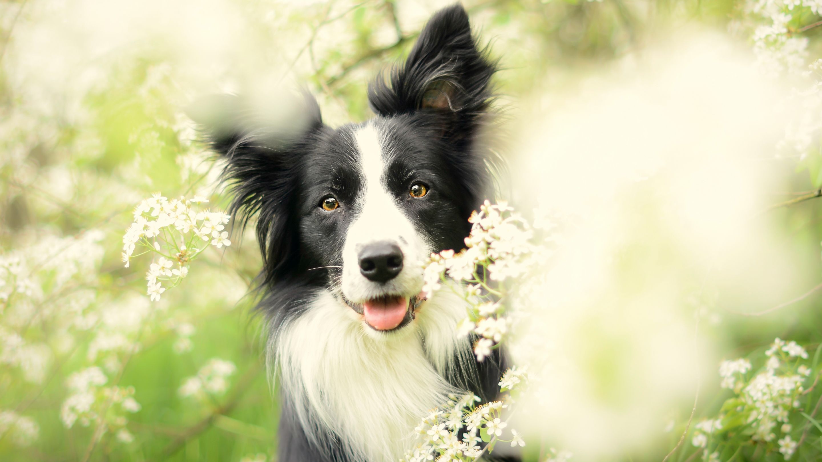 Border Collie, Weiße Blüten, Frühling, Zunge, 16:9, 2K-Hintergrundbild für den Desktop