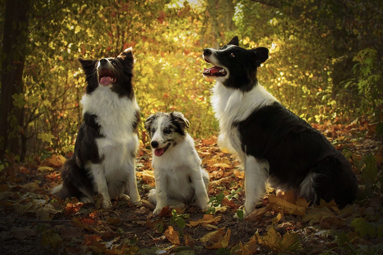 Border Collie, Drei Hunde, Welpe, Herbstwald, HD, Hintergrundbild für den PC