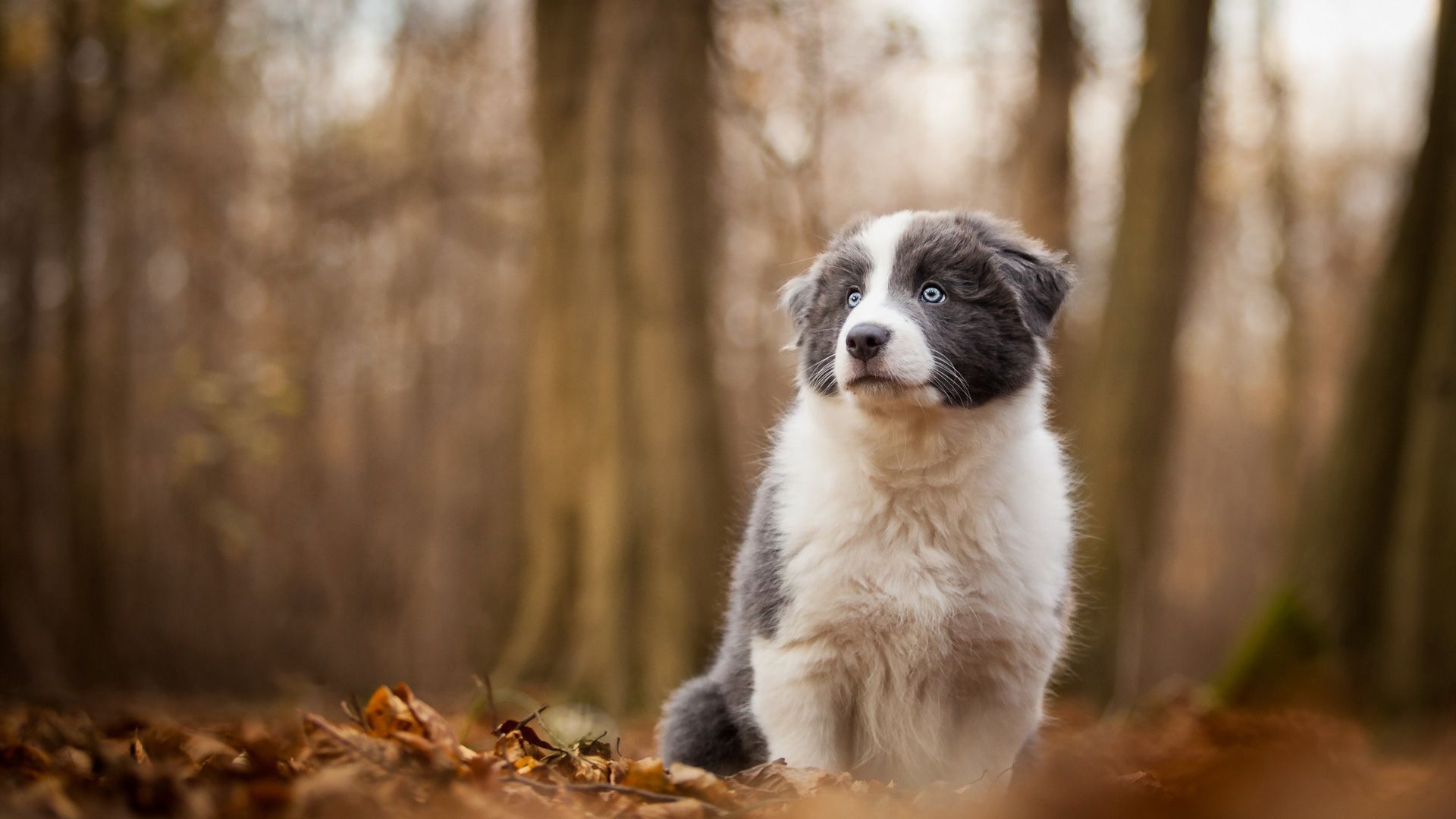 Border Collie, Welpe, Herbstwald, Laub, 1920x1080, Full-HD-Hintergrundbild für PC