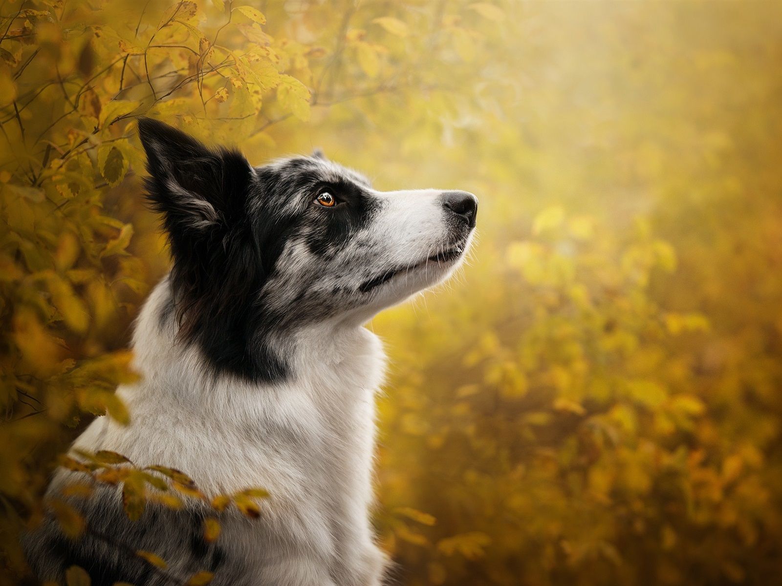 Border Collie, Blue Merle, Gelbe Blätter, Profil, HD, Hintergrundbild fürs Tablet