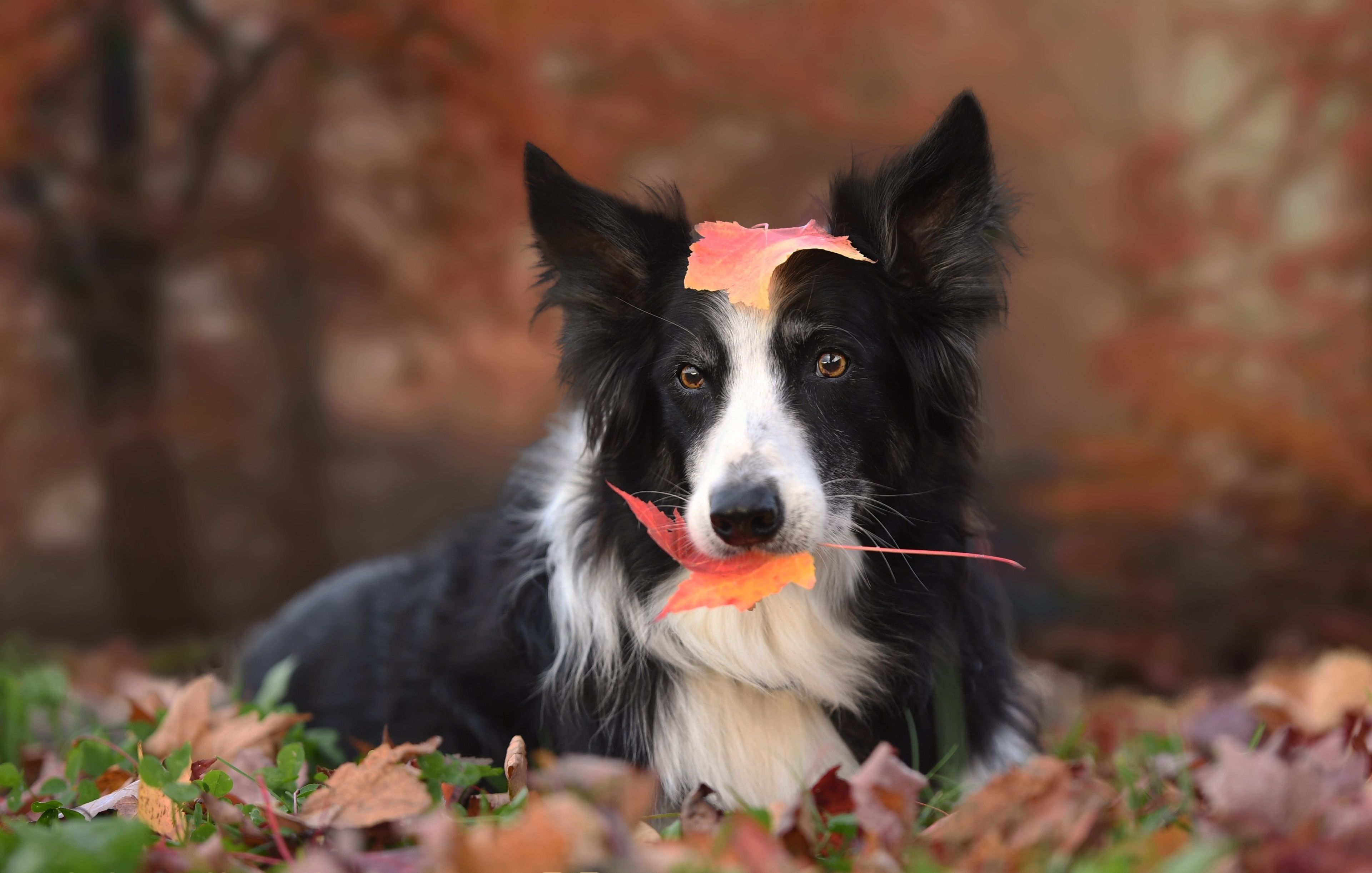 Border Collie, Herbstblatt, Laub, Liegend, 4K, Hintergrundbild für den PC