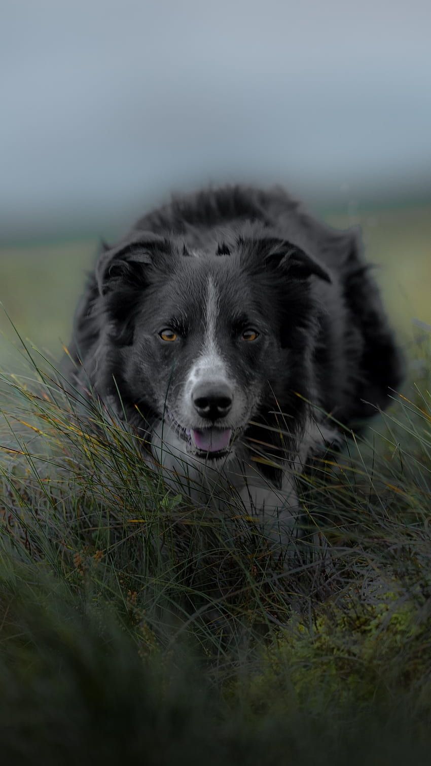 Border Collie, Wiese, Grau, Hochformat, HD, Hintergrundbild fürs Handy