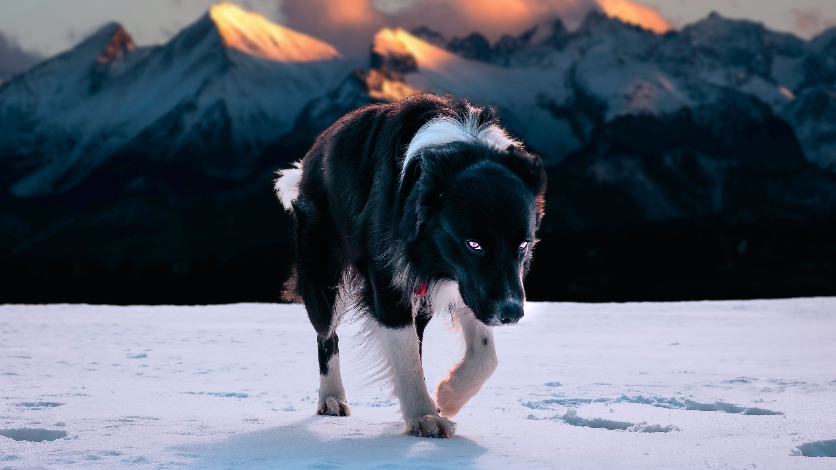 Border Collie, Schneefeld, Berge, Alpenglühen, Winter, 2K, Hintergrund für den Desktop