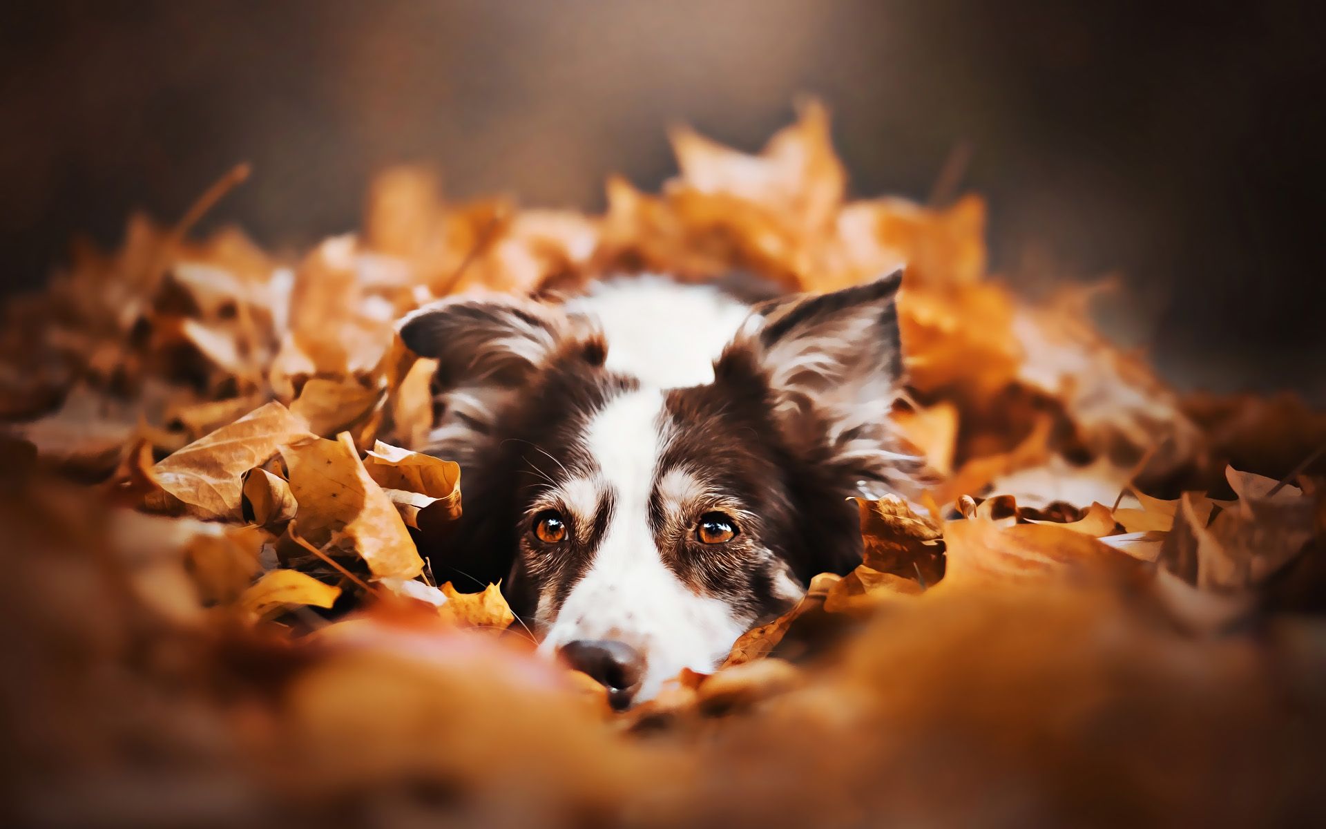 Border Collie, Laubhaufen, Herbst, Braune Blätter, 16:10, Full-HD-Hintergrundbild für den Desktop