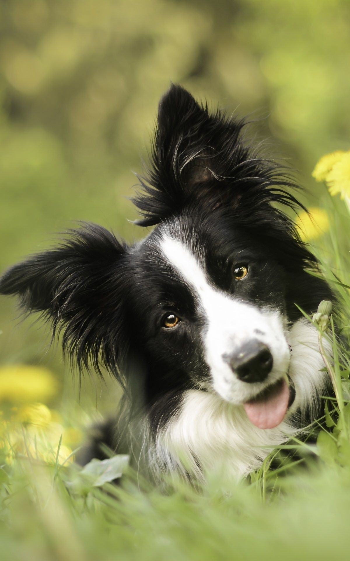 Border Collie, Gras, Kopfneigung, Hochformat, Full HD, Hintergrundbild fürs Handy