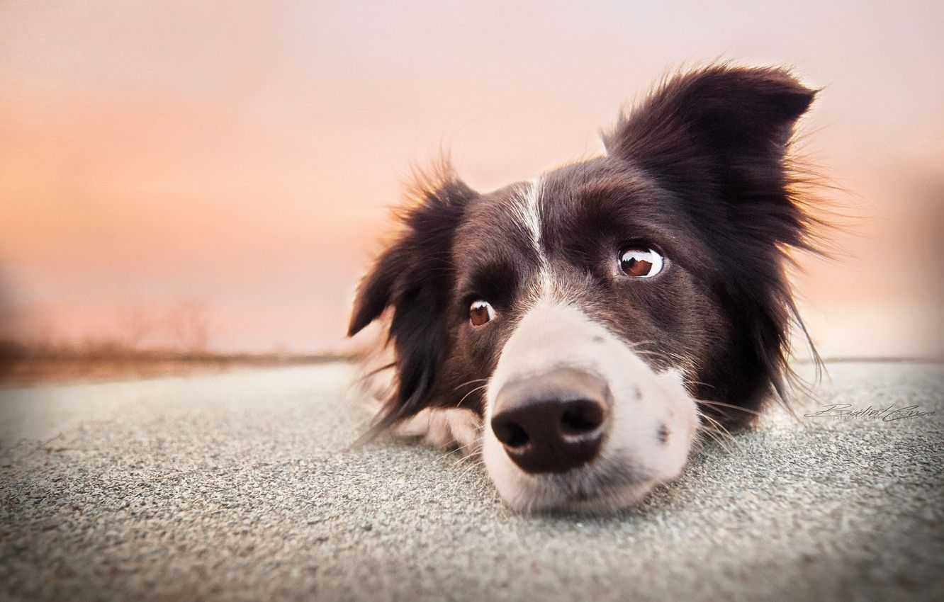 Border Collie, Nahaufnahme, Rosa Himmel, Liegend, HD, Desktop-Hintergrund für Windows
