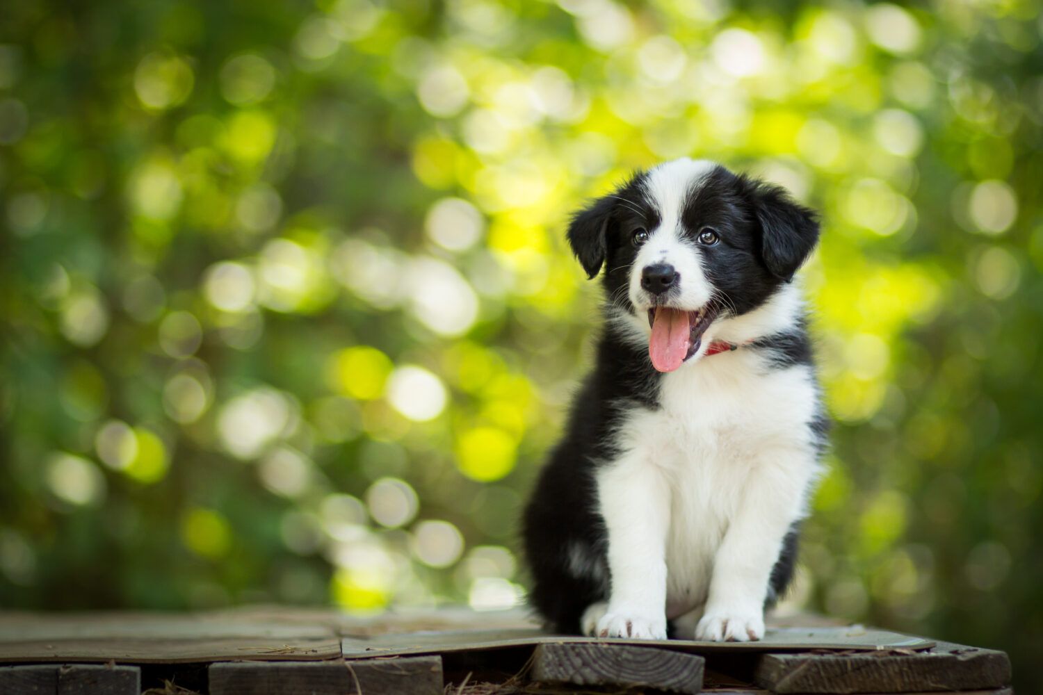 Border Collie, Welpe, Grünes Bokeh, Zunge, HD, Hintergrundbild für den PC