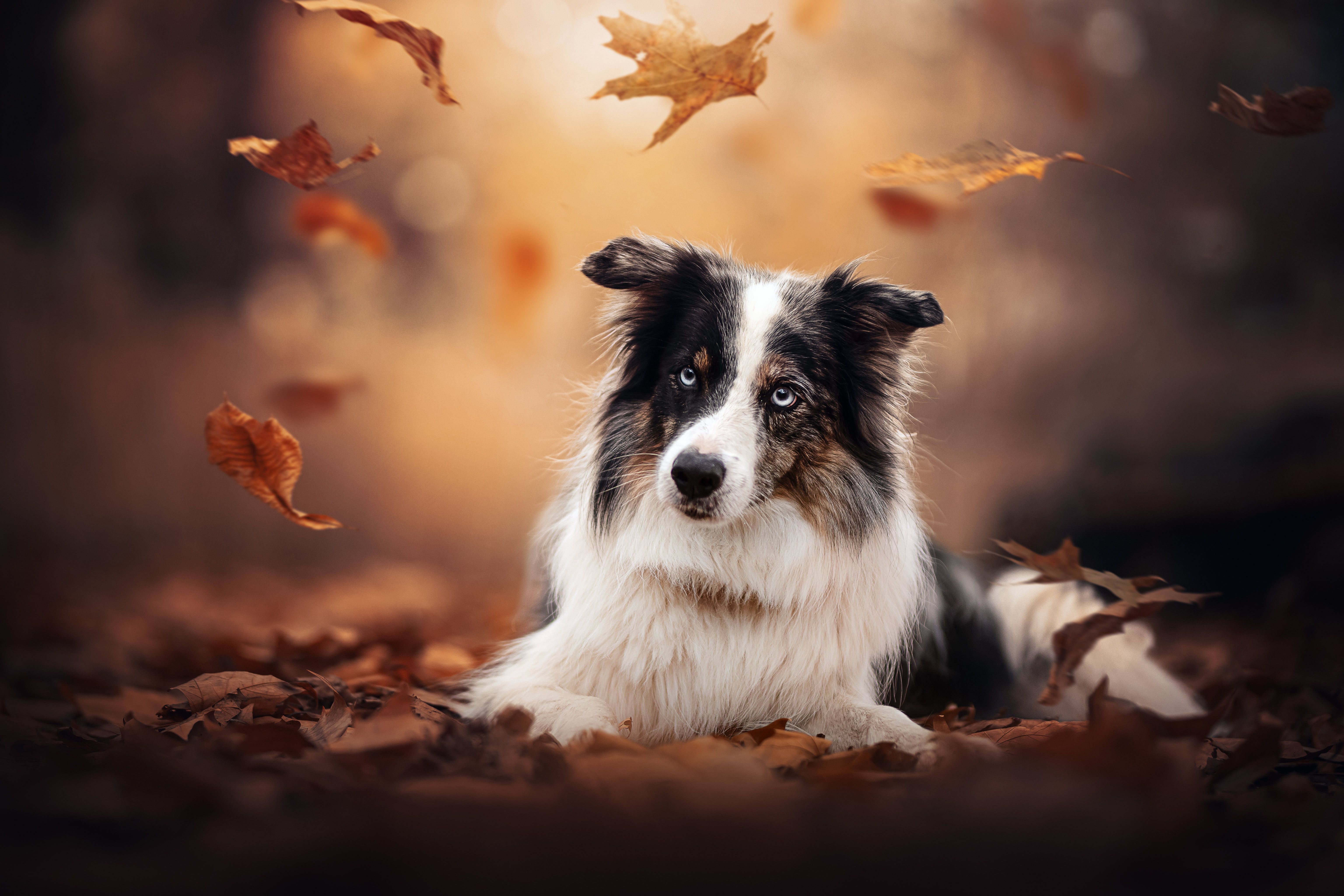 Border Collie, Fallende Blätter, Herbst, Warmes Licht, 6K, Hintergrundbild für den PC