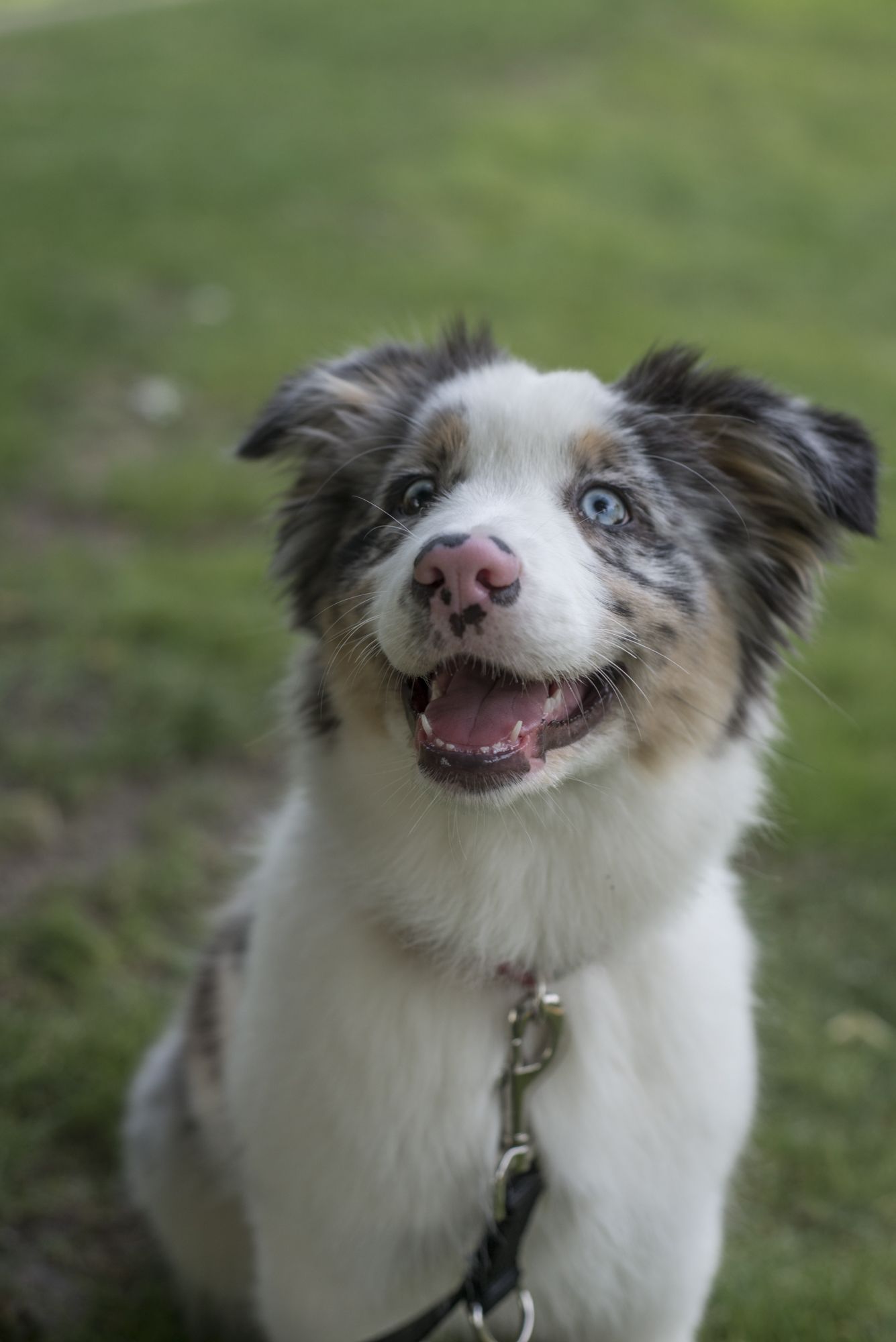 Border Collie, Blue Merle, Wiese, Hochformat, Full HD, iPad-Hintergrundbild