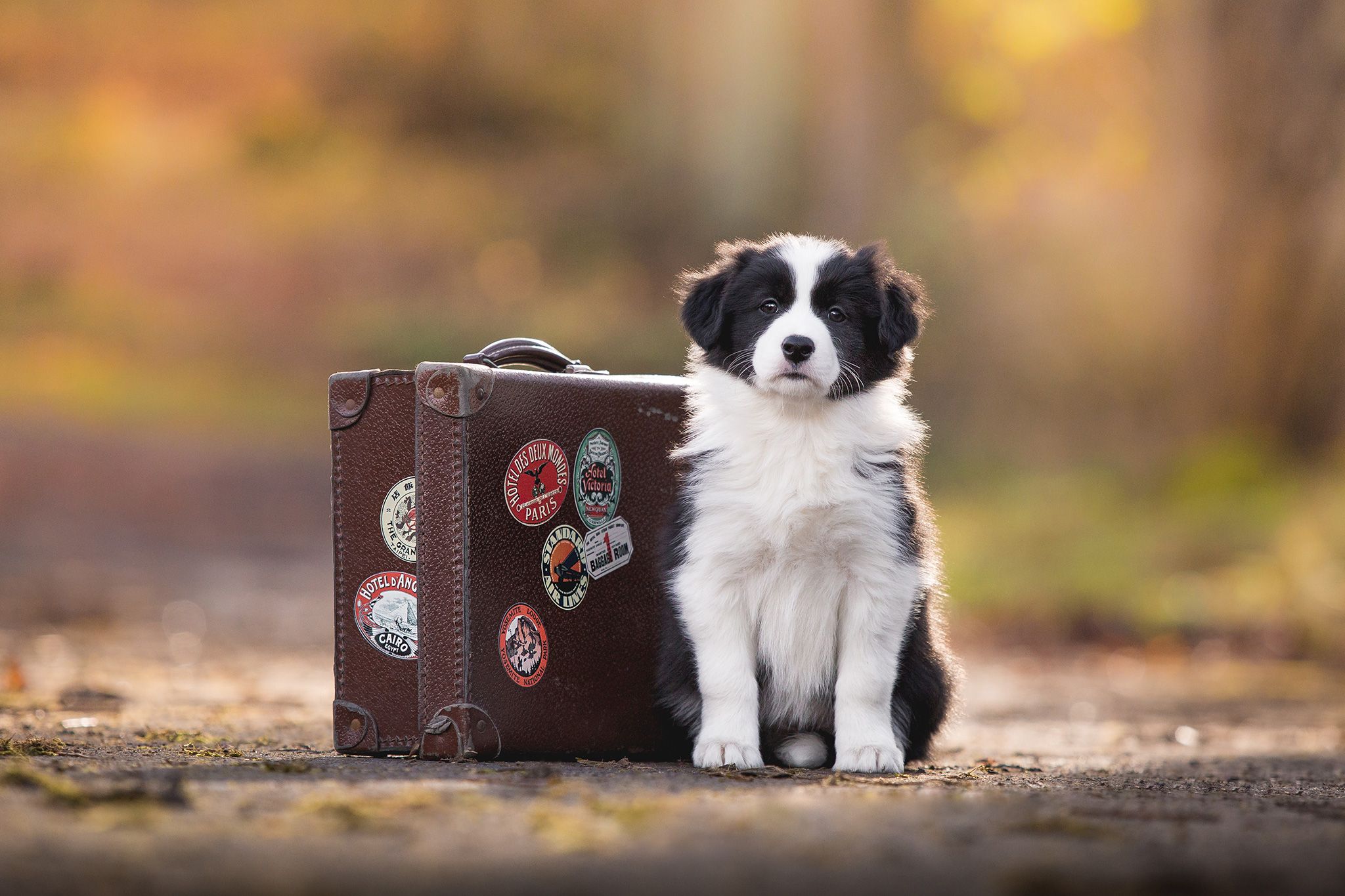 Border Collie, Welpe, Koffer, Reise, Full HD, Desktop-Hintergrund für Windows