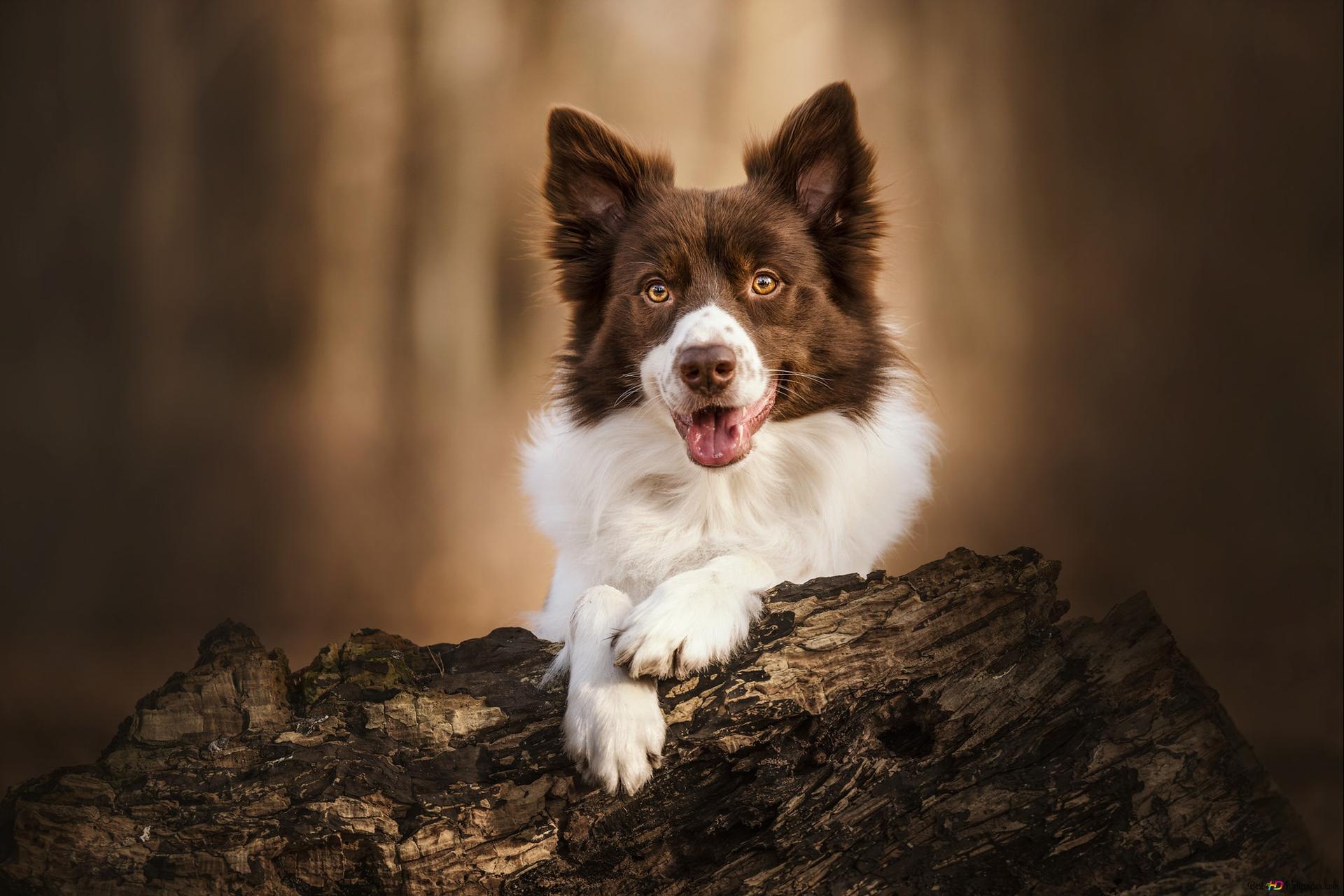 Border Collie, Braun-weiß, Baumstamm, Wald, Full HD, Desktop-Hintergrund für Windows
