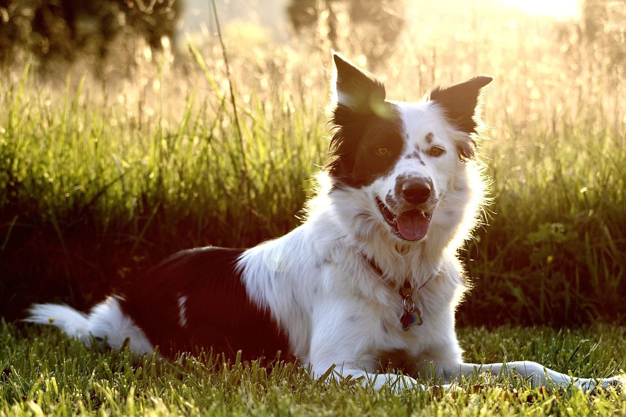 Border Collie, Wiese, Gegenlicht, Sommer, HD, Hintergrundbild für den PC