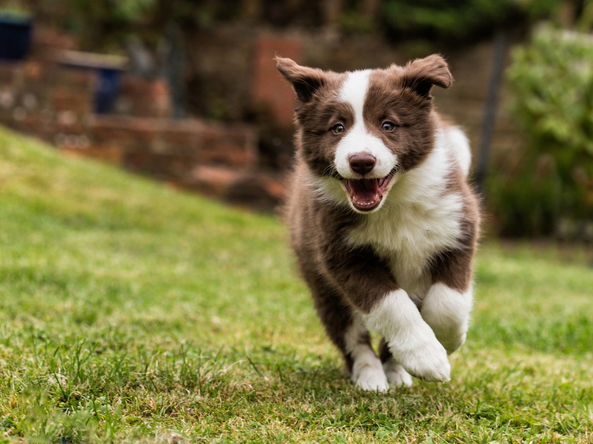 Border Collie, Welpe, Rasen, Rennender Hund, Full HD, Hintergrundbild fürs Tablet