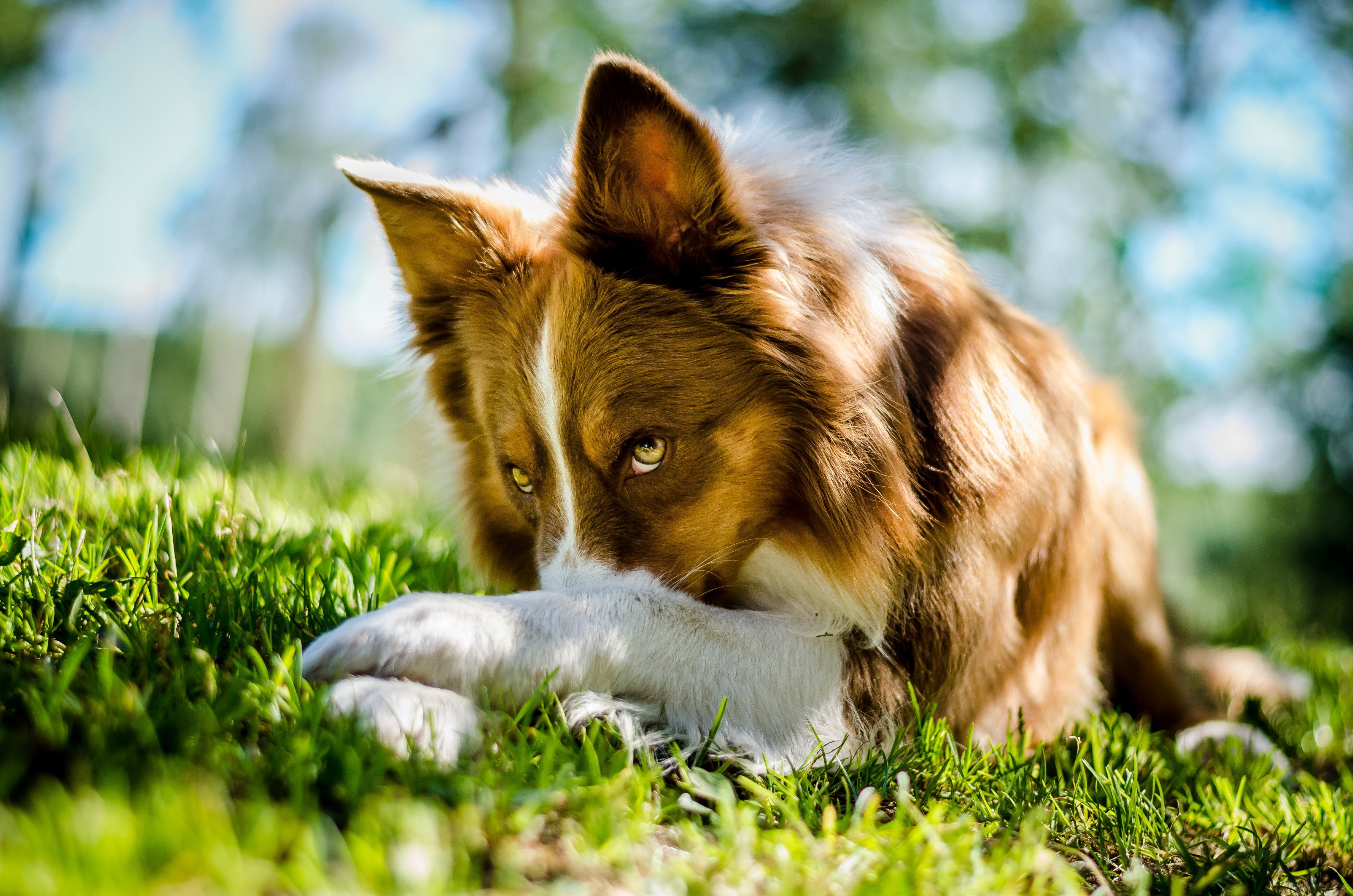 Border Collie, Braun-weiß, Gras, Blaue Augen, 4K, Hintergrundbild für den PC