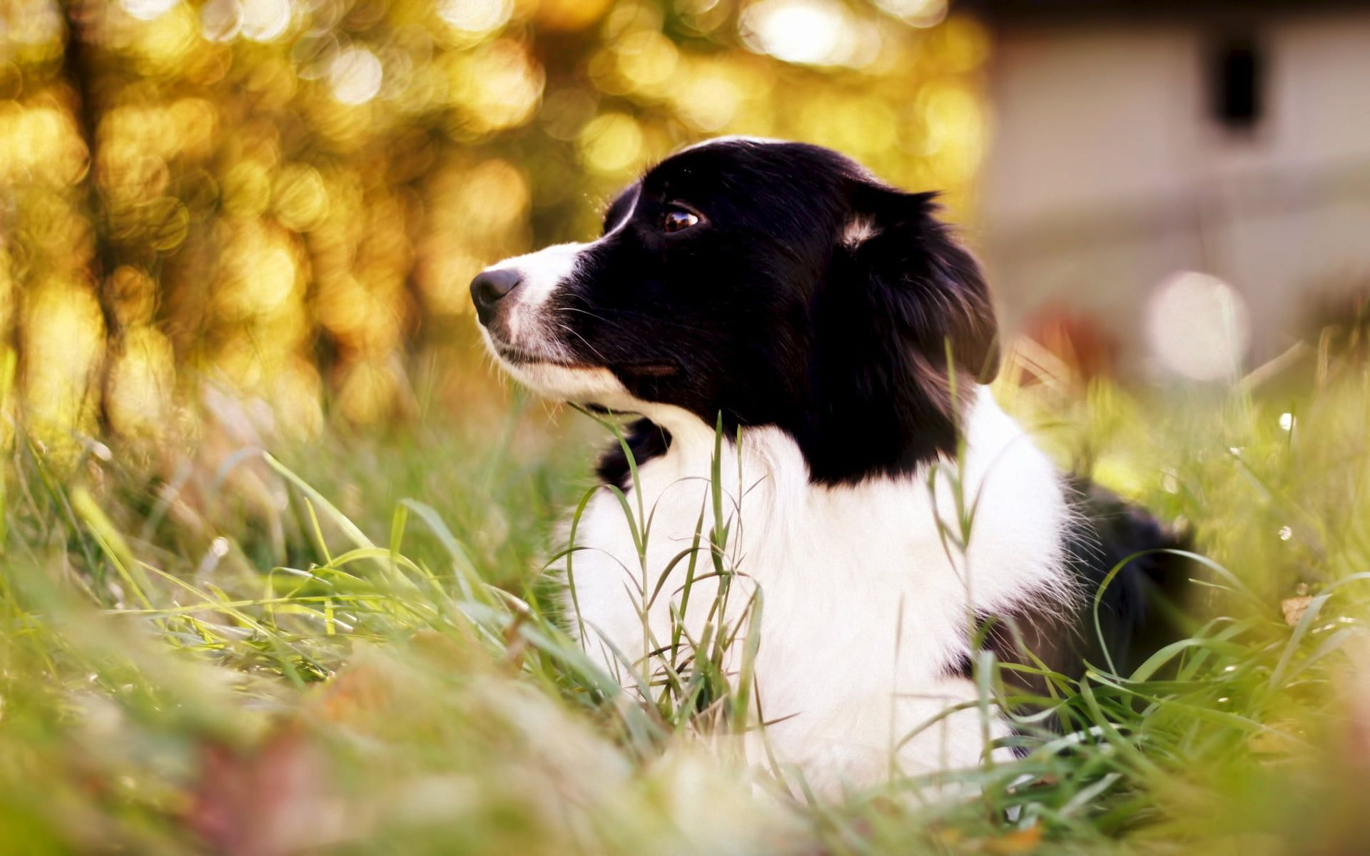 Border Collie, Wiese, Profil, Goldenes Licht, 16:10, Full-HD-Hintergrundbild für den Desktop