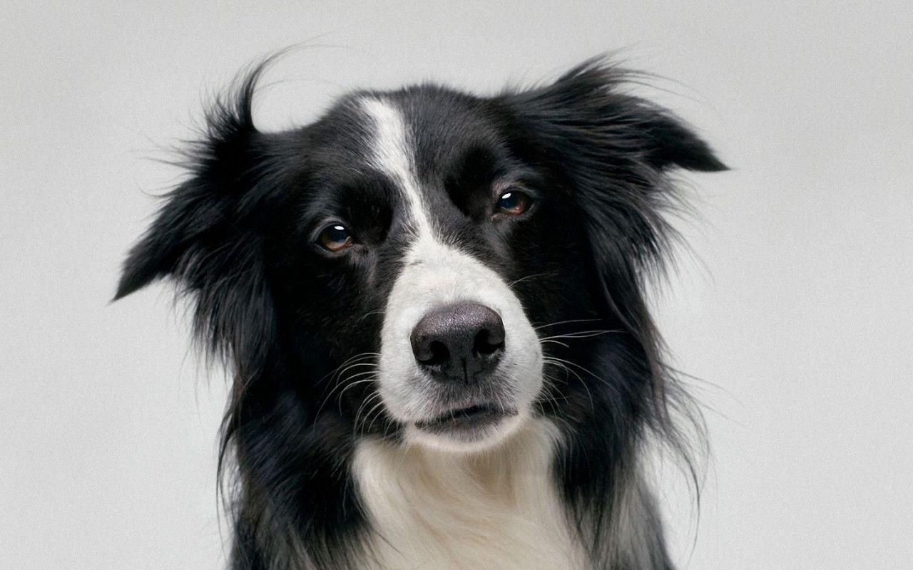 Border Collie, Porträt, Grauer Hintergrund, Studio, HD Wallpaper