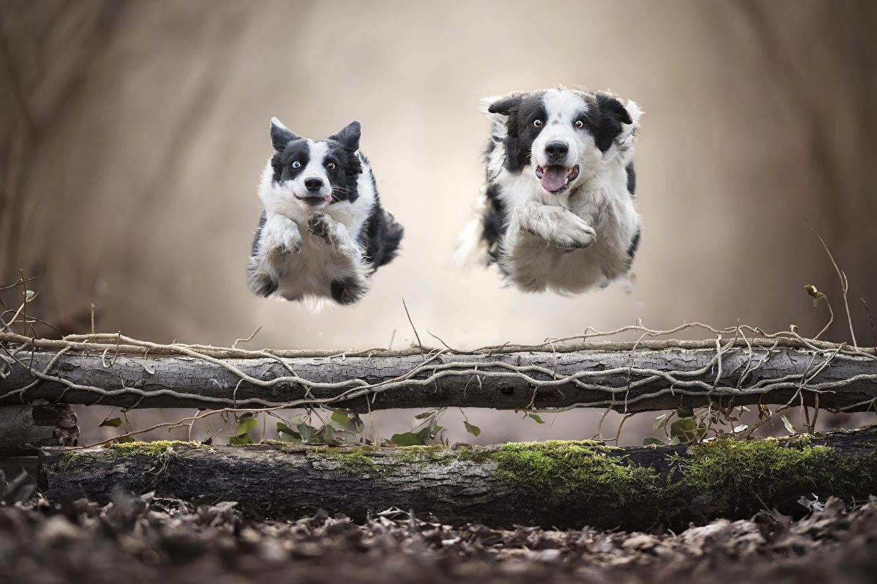 Border Collie, Zwei Hunde, Sprung, Baumstamm, HD, Hintergrundbild für den PC