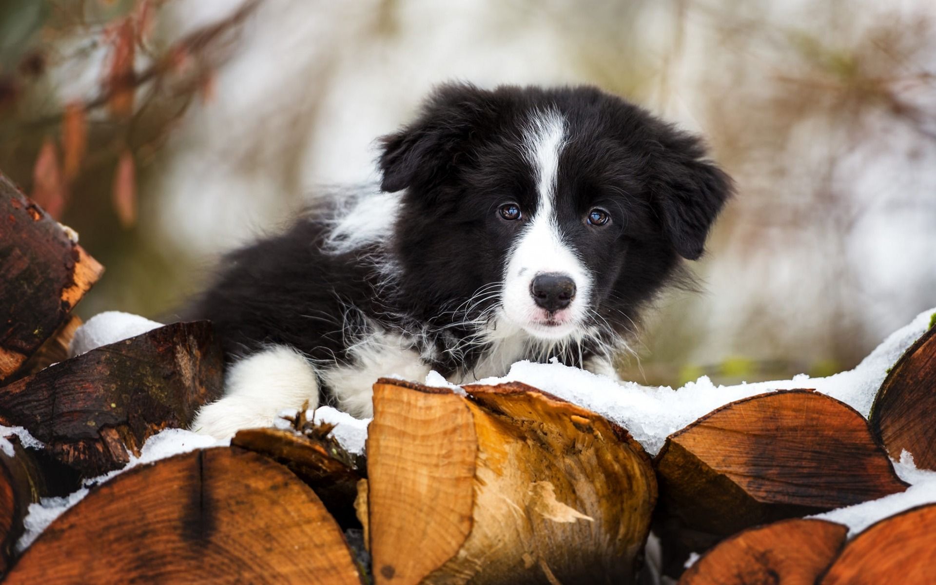 Border Collie, Welpe, Brennholz, Schnee, 16:10, Full-HD-Hintergrundbild für den Desktop