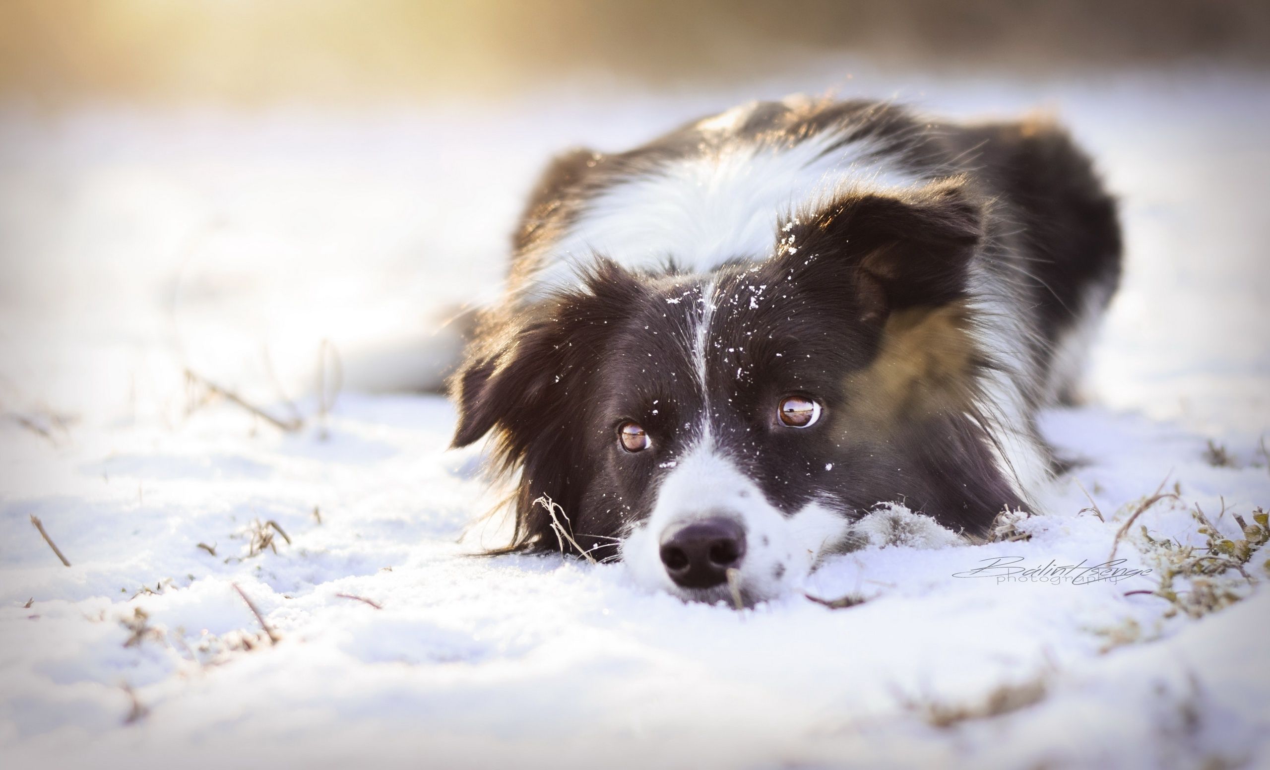 Border Collie, Schnee, Liegend, Winter, 2K, Desktop-Hintergrund für Windows