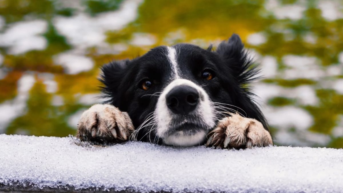Border Collie, Pfoten, Schnee, Nahaufnahme, Hintergrundbild