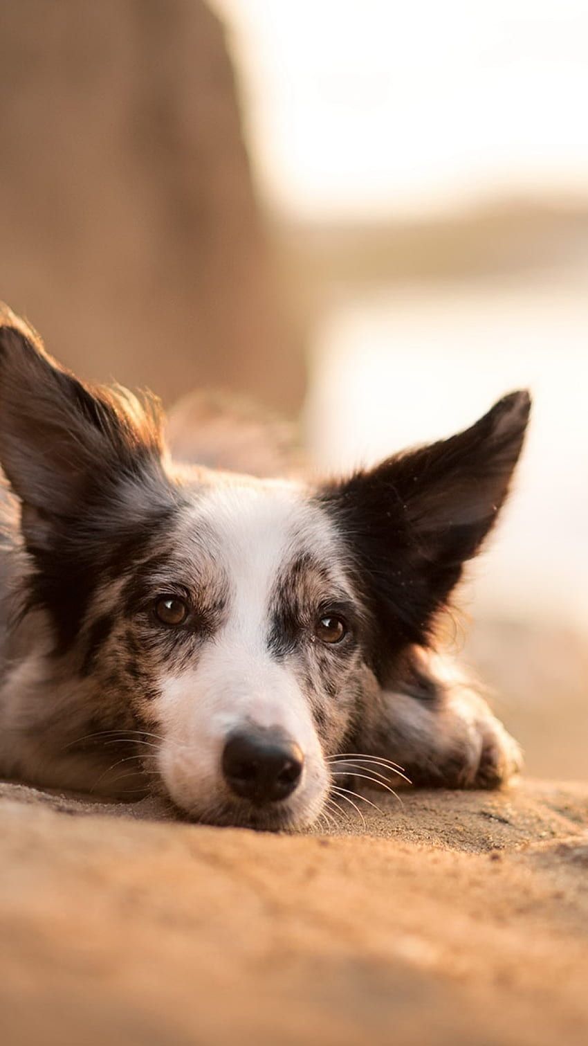 Border Collie, Liegend, Sand, Hochformat, Hintergrundbild für iPhone und Android