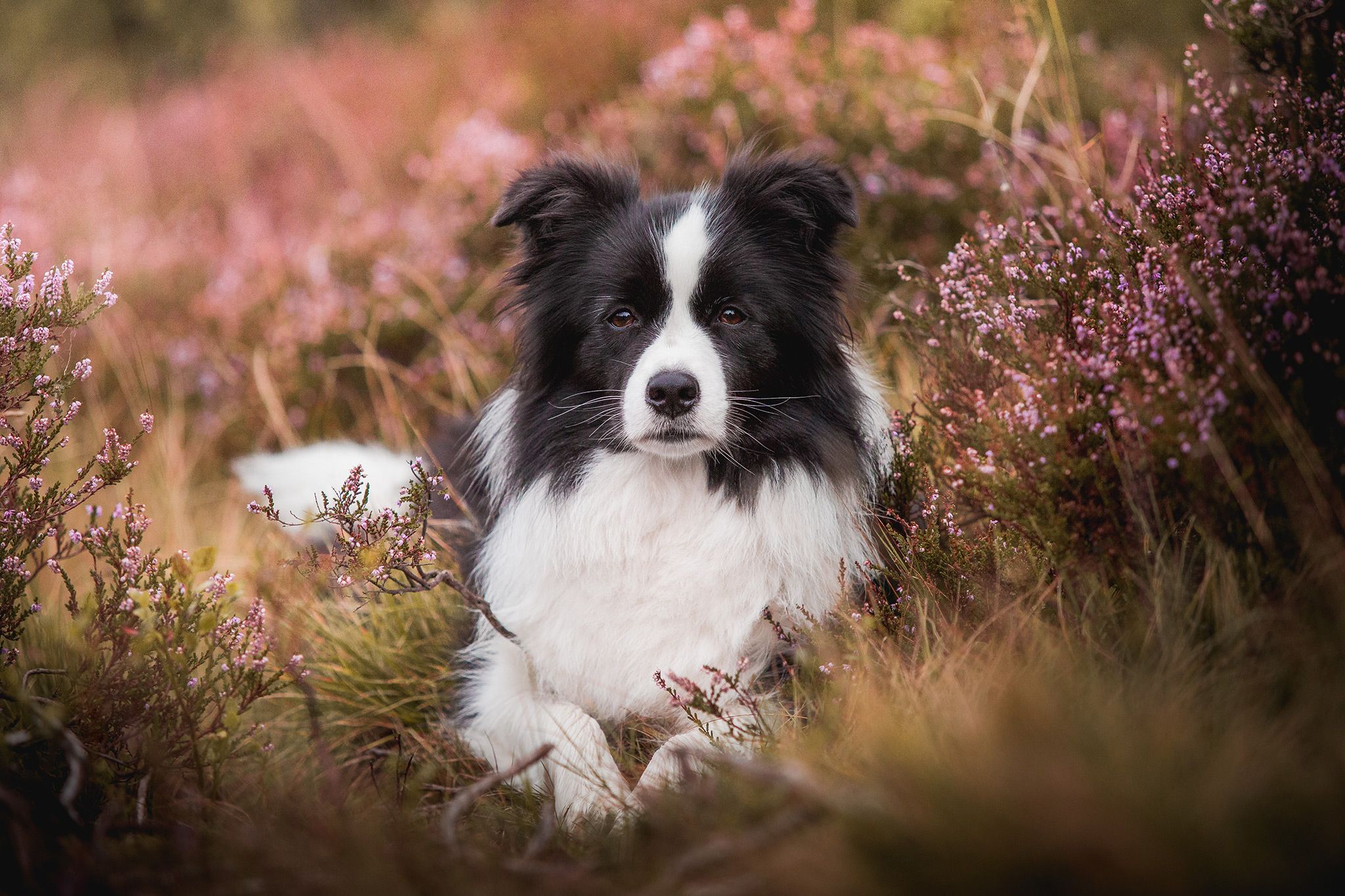 Border Collie, Heidekraut, Rosa Blüten, Hütehund, Full HD, Desktop-Hintergrund für Windows