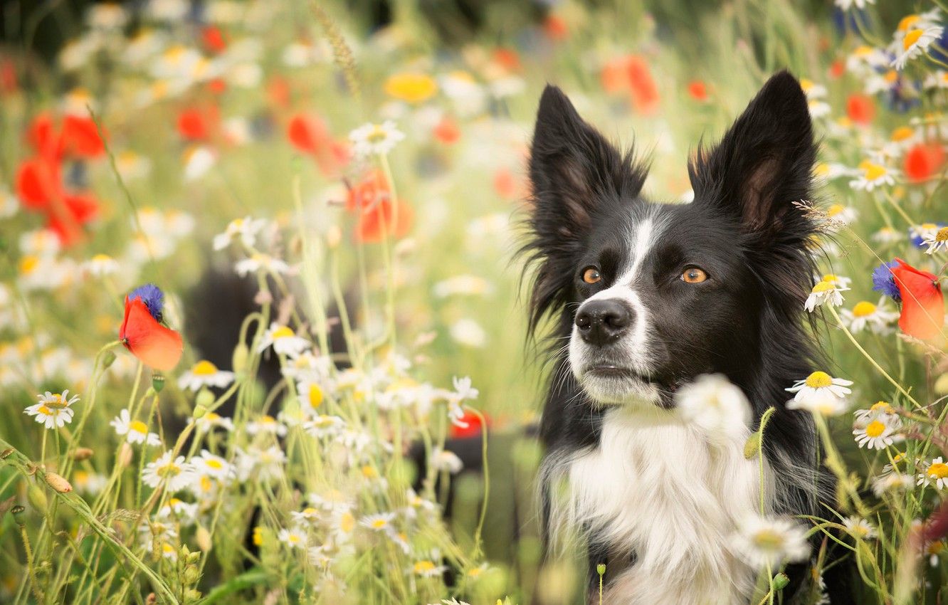 Border Collie, Mohnblumen, Kamille, Blumenwiese, HD, Hintergrundbild für den PC