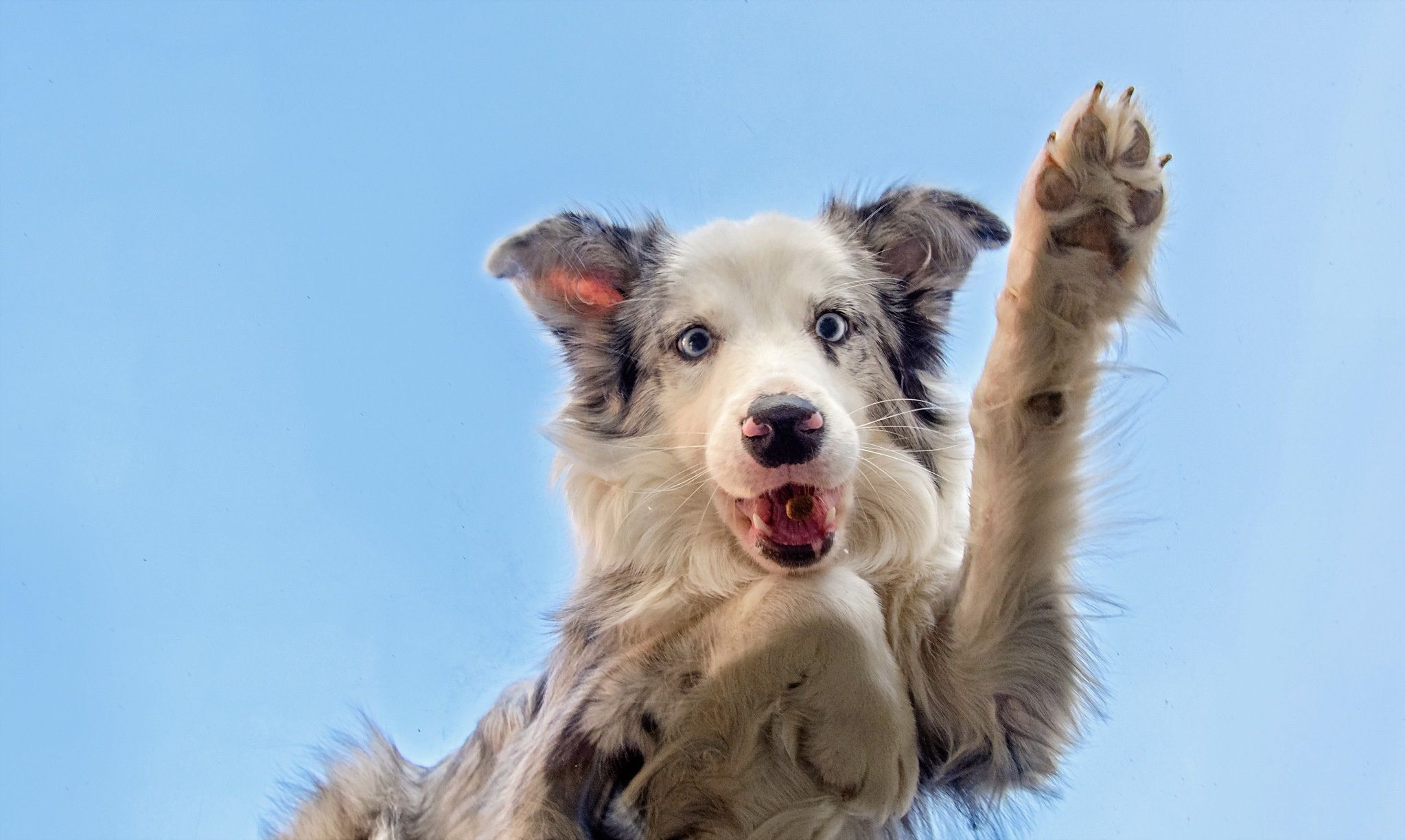 Australian Shepherd, Blue Merle, Pfote, Blauer Himmel, Full HD, Desktop-Hintergrund für Windows