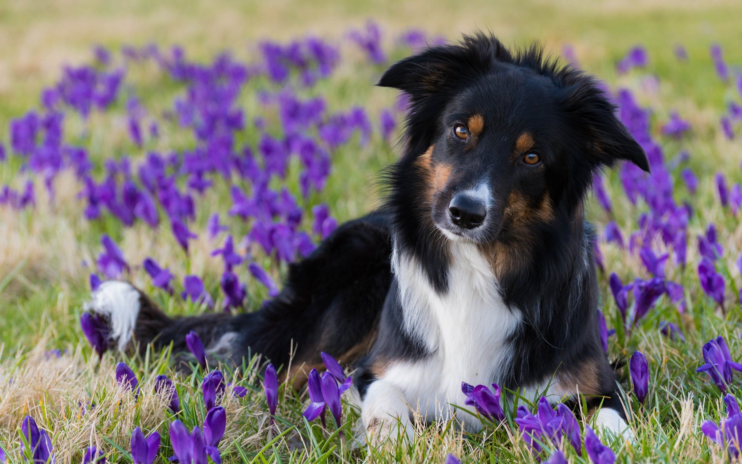 Border Collie, Tricolor, Krokusse, Frühling, 16:10, 2K-Hintergrundbild für den Desktop