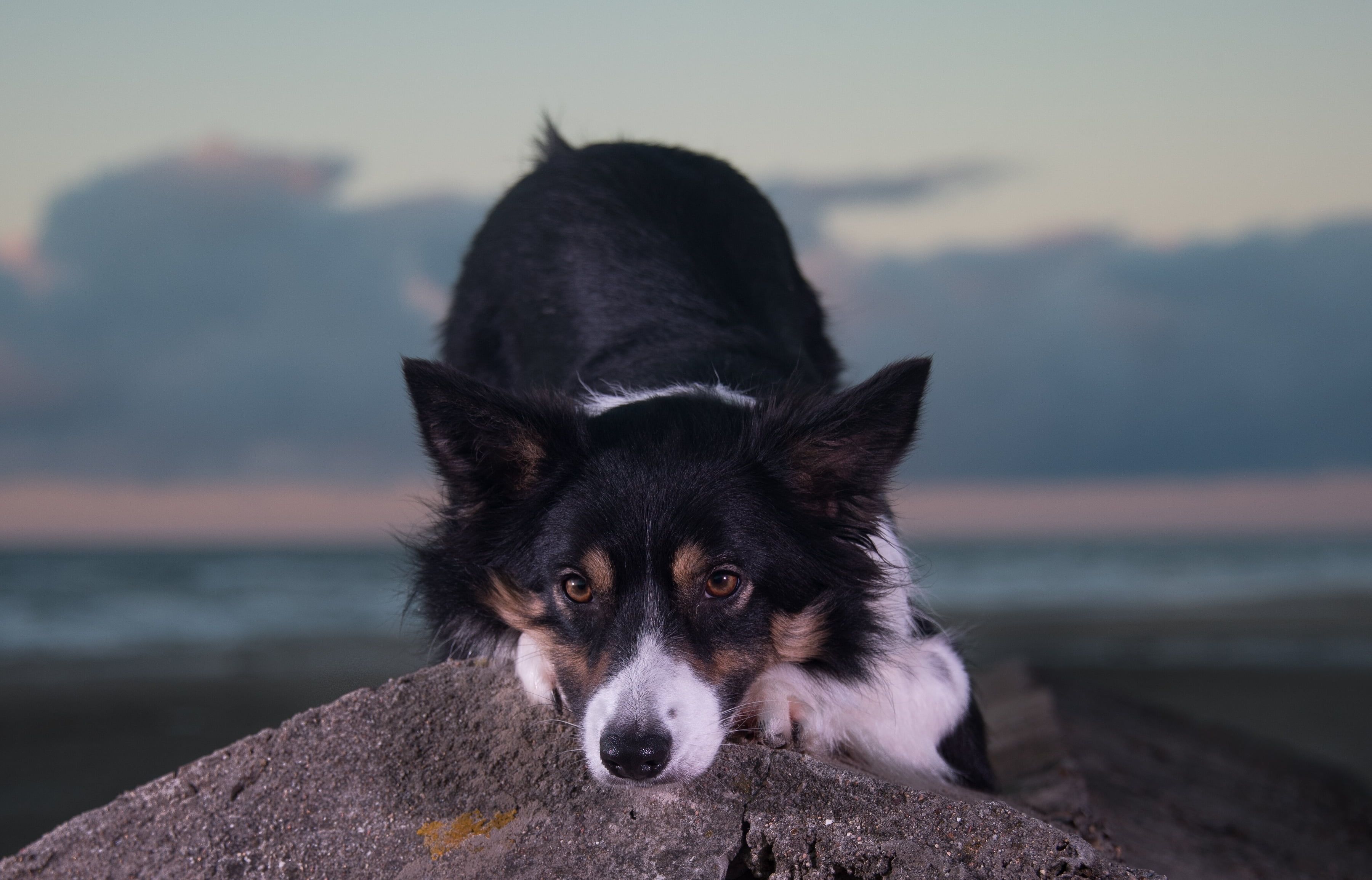Border Collie, Felsen, Meer, Abenddämmerung, 2K, Hintergrundbild für den PC