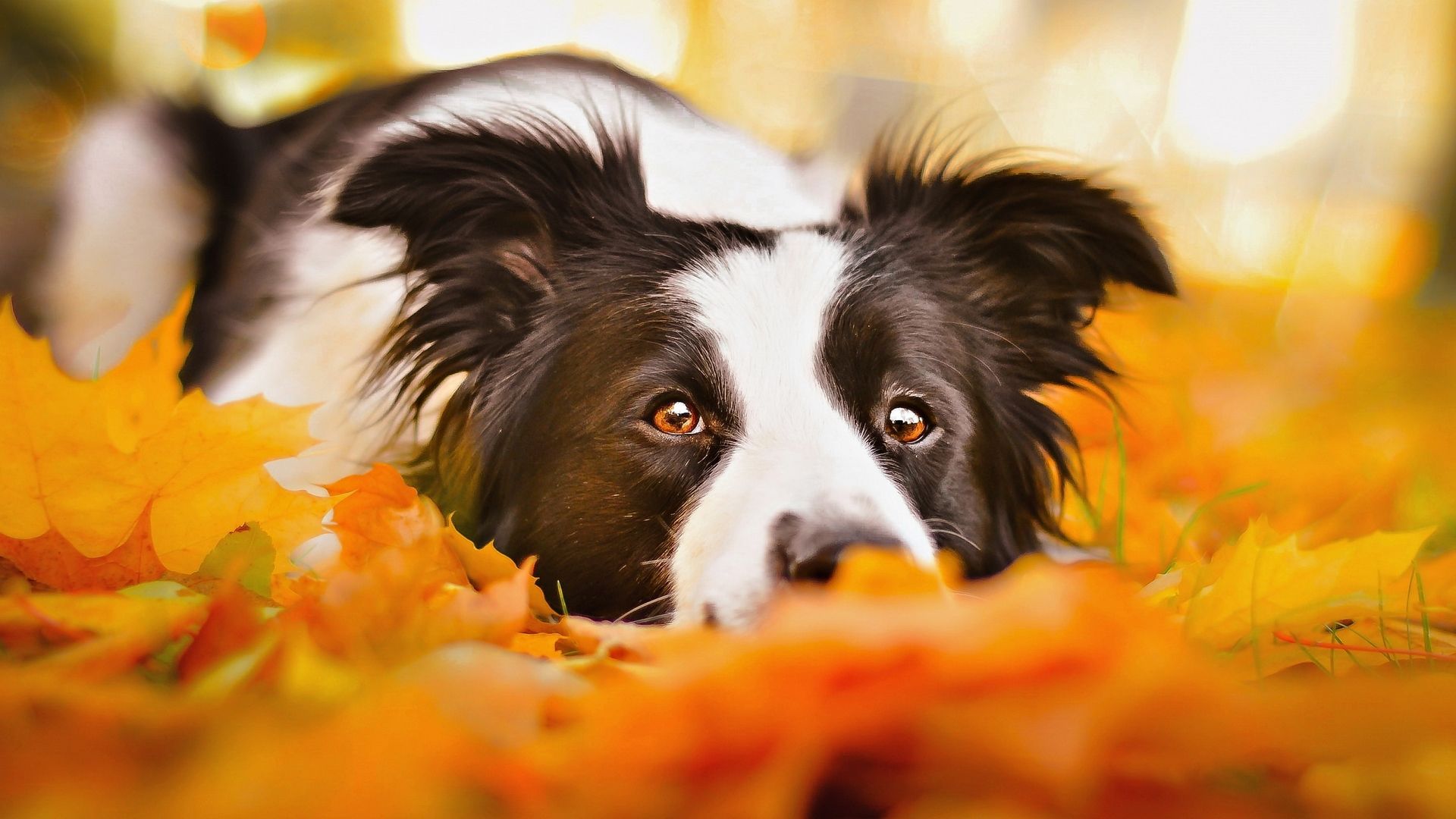 Border Collie, Herbstlaub, Orange, Nahaufnahme, 16:9, Full-HD-Hintergrundbild für den Desktop