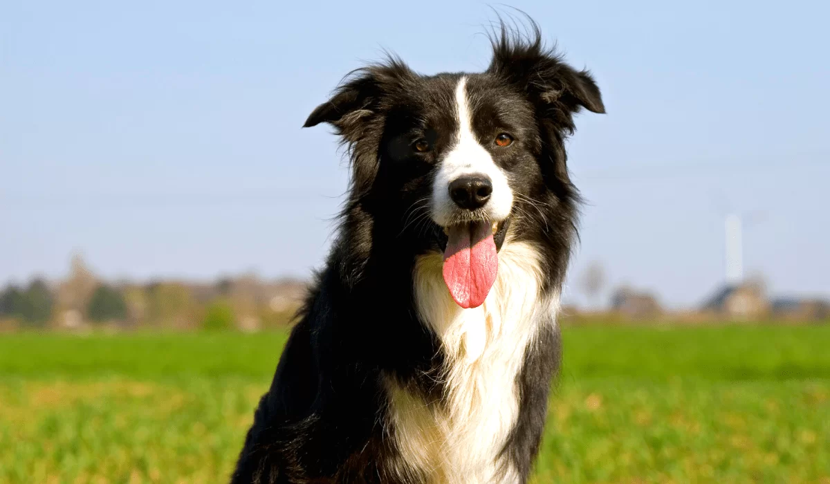 Border Collie, Zunge, Wiese, Blauer Himmel, Hintergrundbild