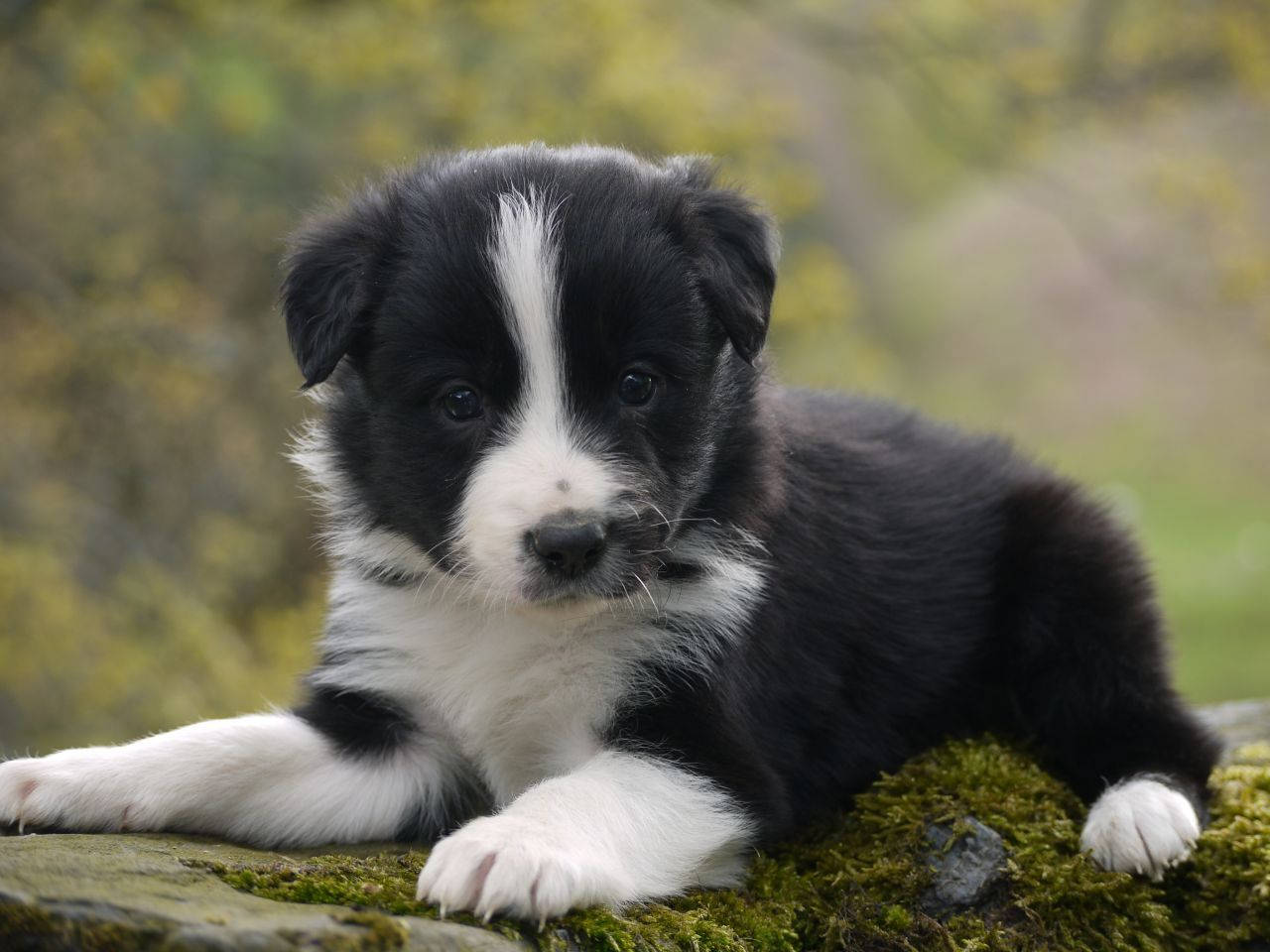 Border Collie, Welpe, Moos, Schwarz-weiß, HD, iPad-Hintergrundbild