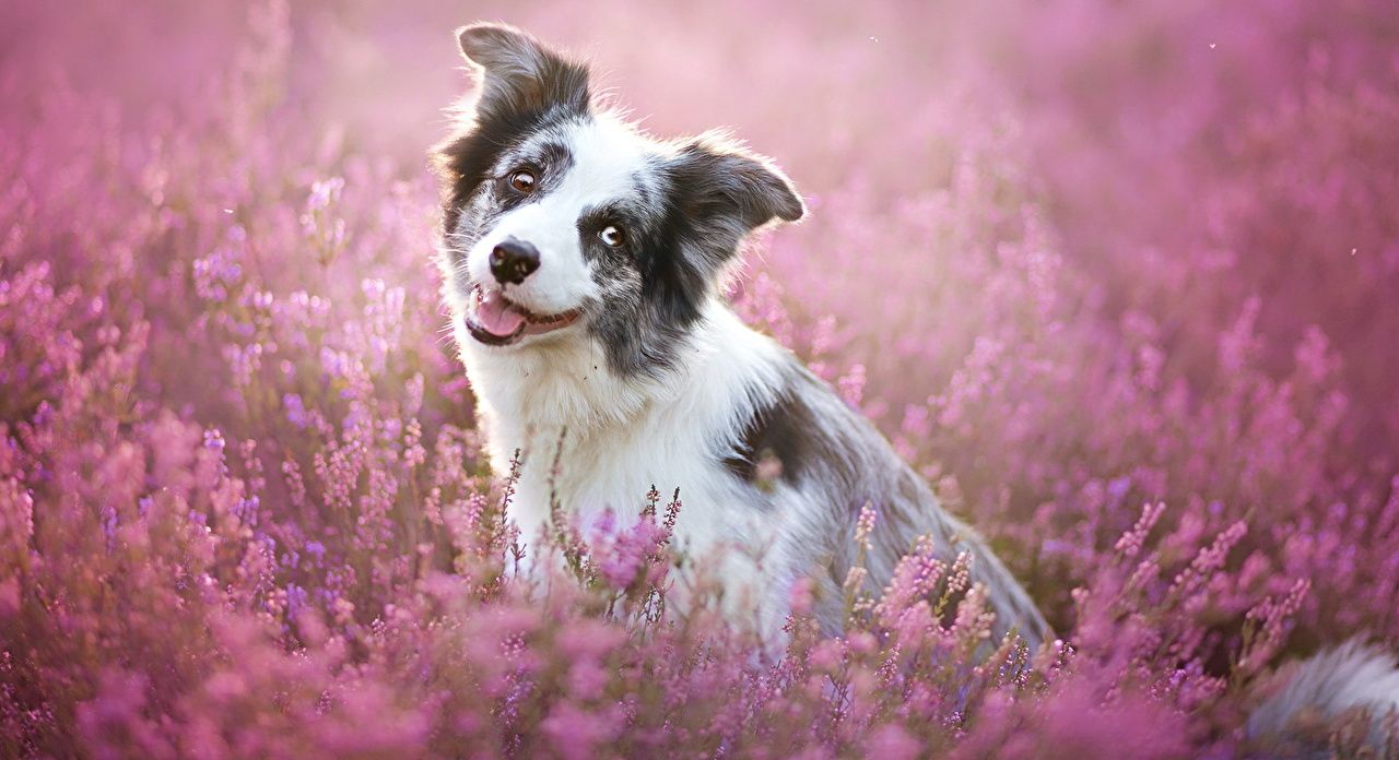 Border Collie, Blue Merle, Heidekraut, Rosa, HD, Hintergrundbild für den PC