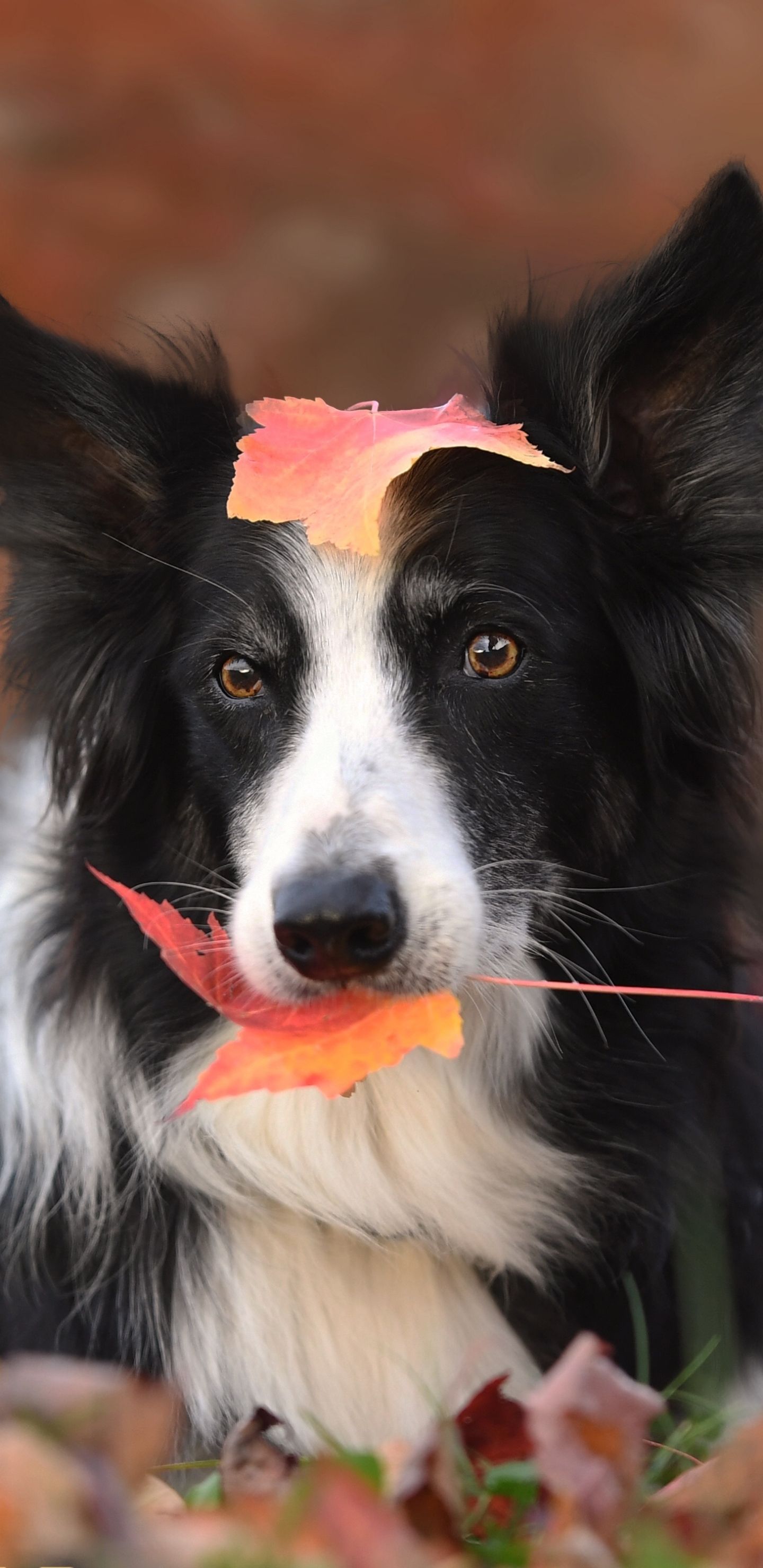 Border Collie, Herbstblatt, Hochformat, Porträt, QHD+, Hintergrundbild fürs Handy