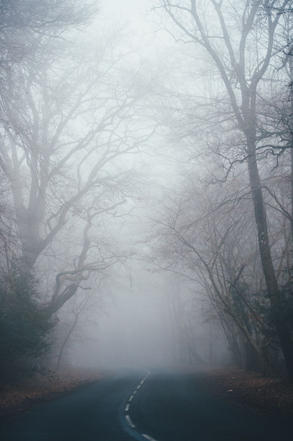 Nebel, Wald, Kahle Bäume, Straße, Unheimlich, Hochformat, Hintergrundbild fürs Smartphone