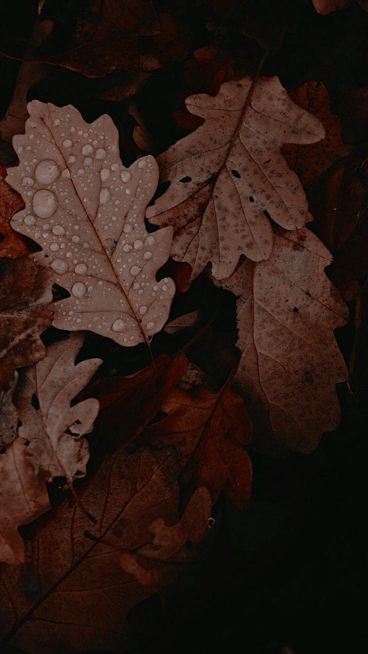 Eichenblätter, Herbstlaub, Dunkel, Hochformat, HD, Sperrbildschirm fürs iPhone
