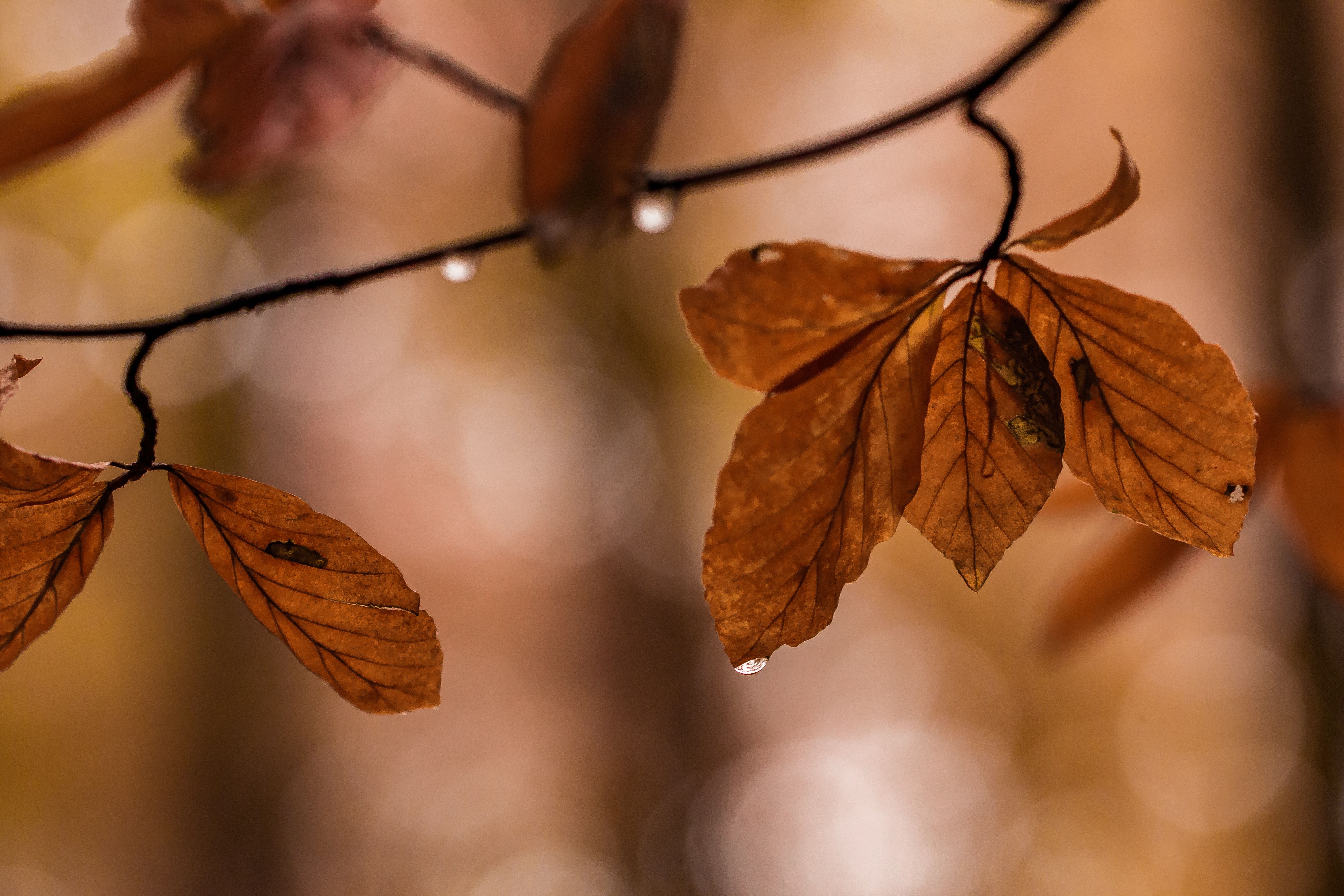 Buchenblätter, Zweig, Herbst, Bokeh, 5K, Hintergrundbild für den PC