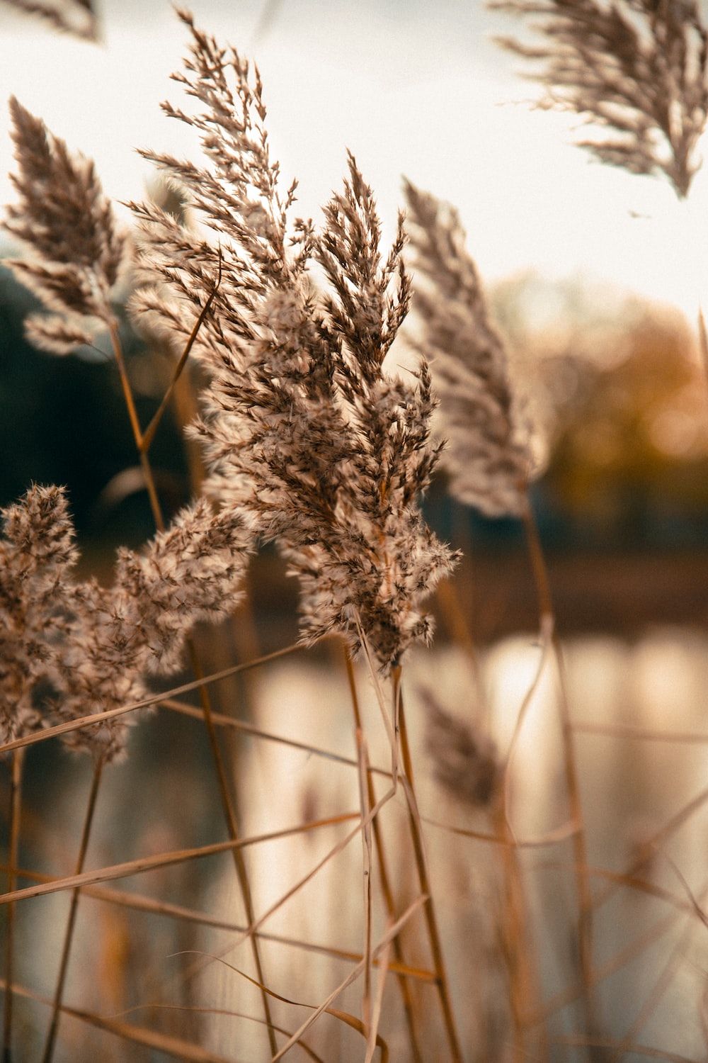 Pampasgras, Schilf, Seeufer, Gegenlicht, HD, Handy-Hintergrund im Hochformat