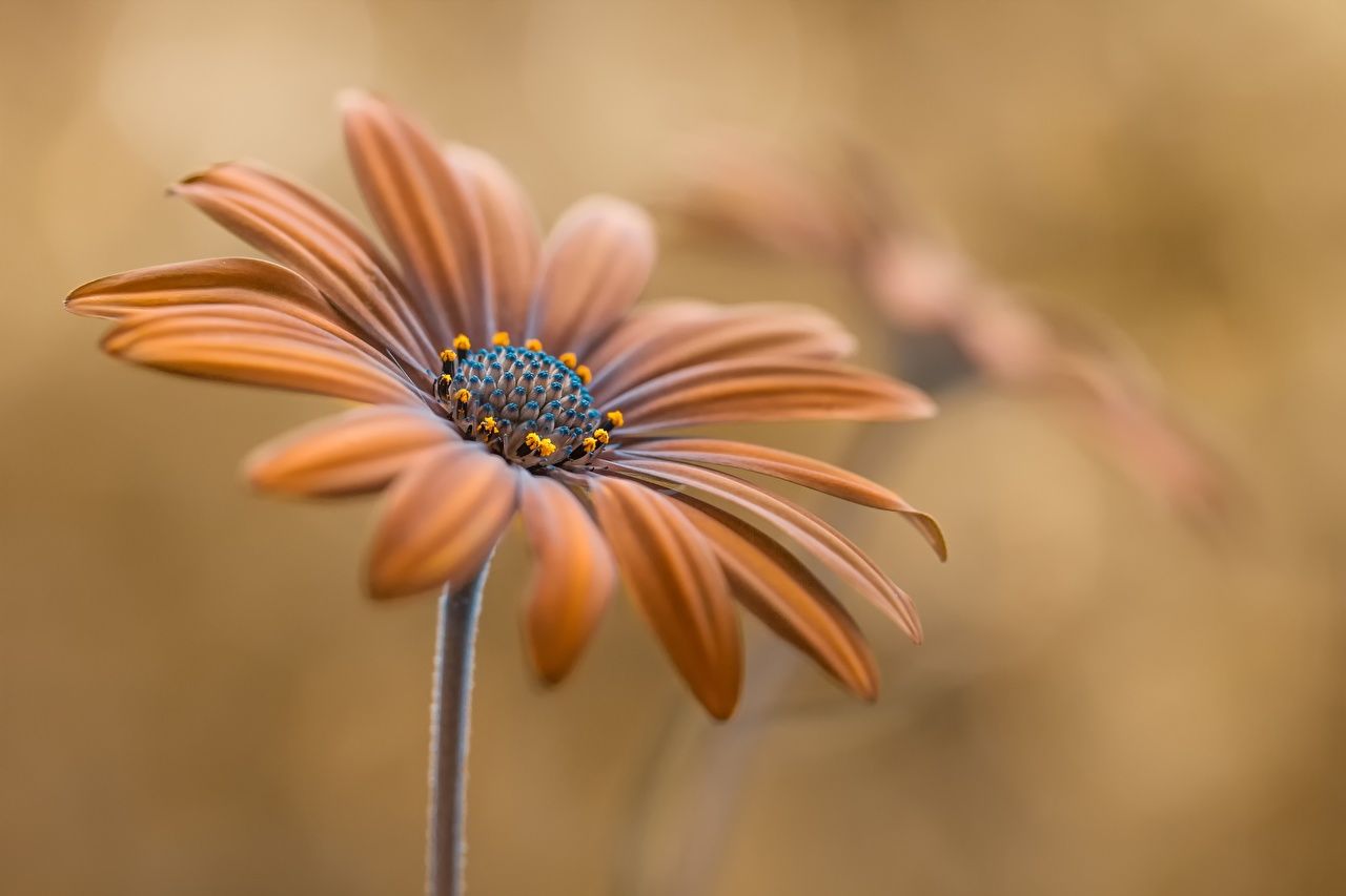 Kapkörbchen, Blüte, Orange, Makro, HD, Hintergrund für den Desktop